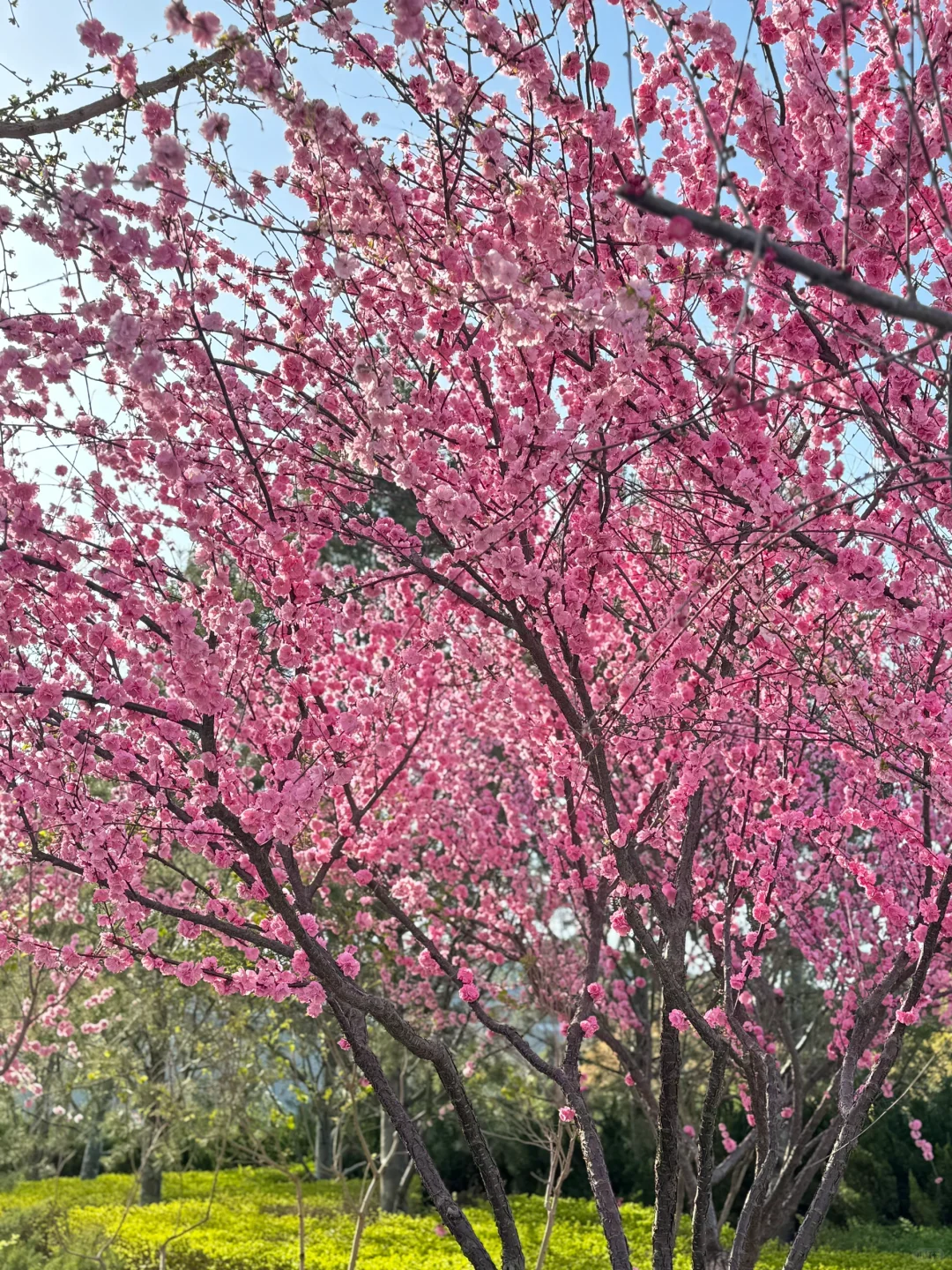 廊坊-会展中心 谁能舍得错过这样的春天啊‼️