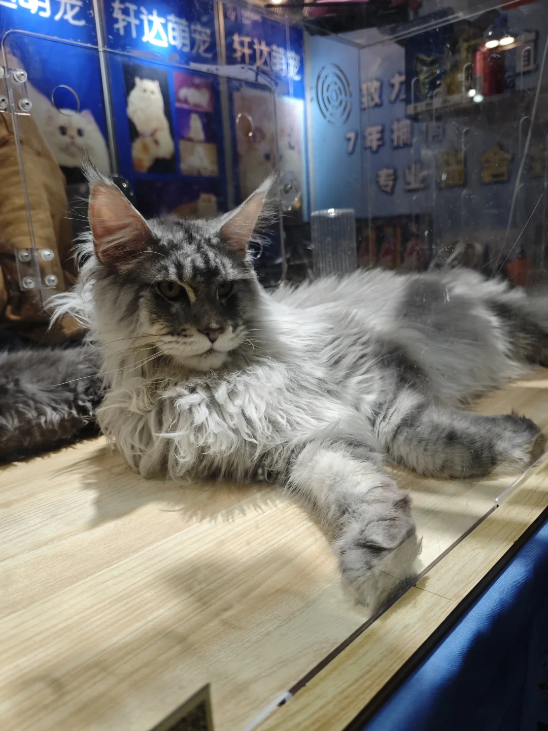 99年土木男生｜猫经济产业创新博览会，超赞