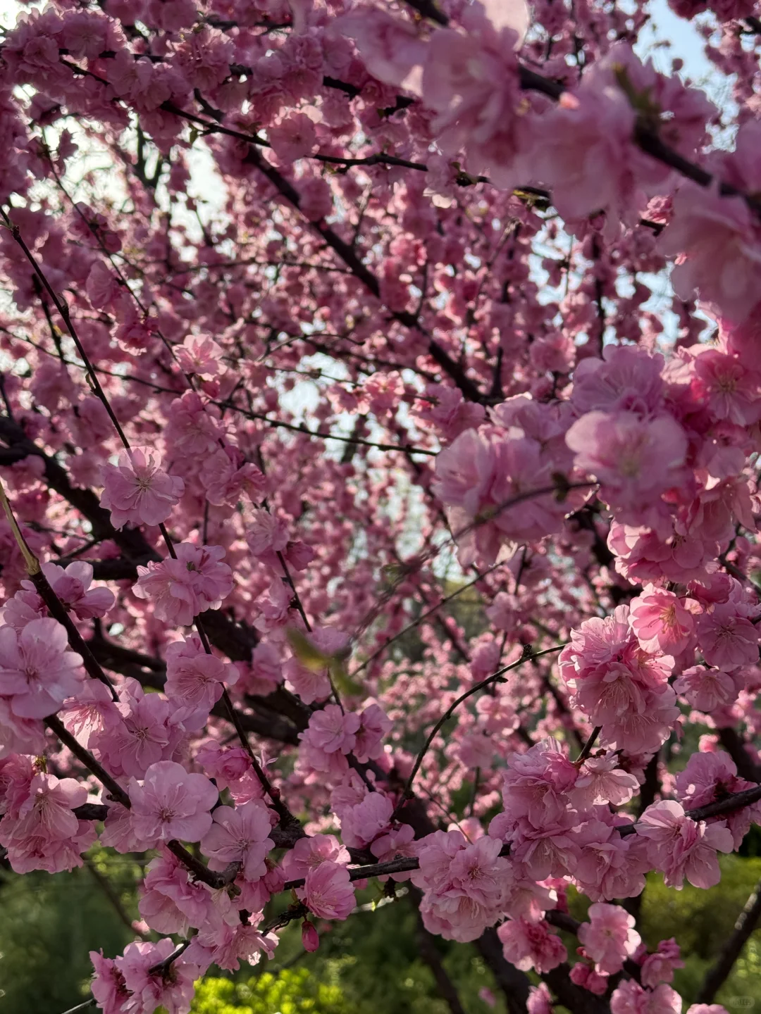廊坊-会展中心 谁能舍得错过这样的春天啊‼️