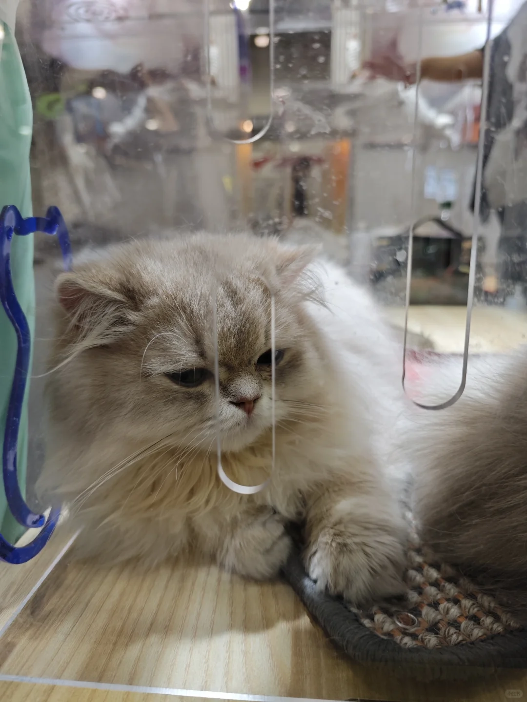 99年土木男生｜猫经济产业创新博览会，超赞