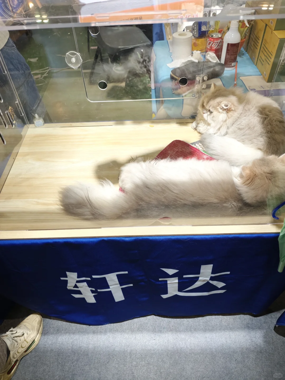 99年土木男生｜猫经济产业创新博览会，超赞