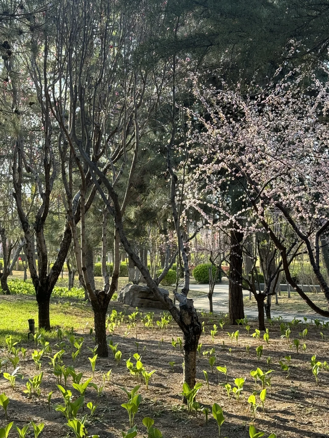 廊坊-会展中心 谁能舍得错过这样的春天啊‼️