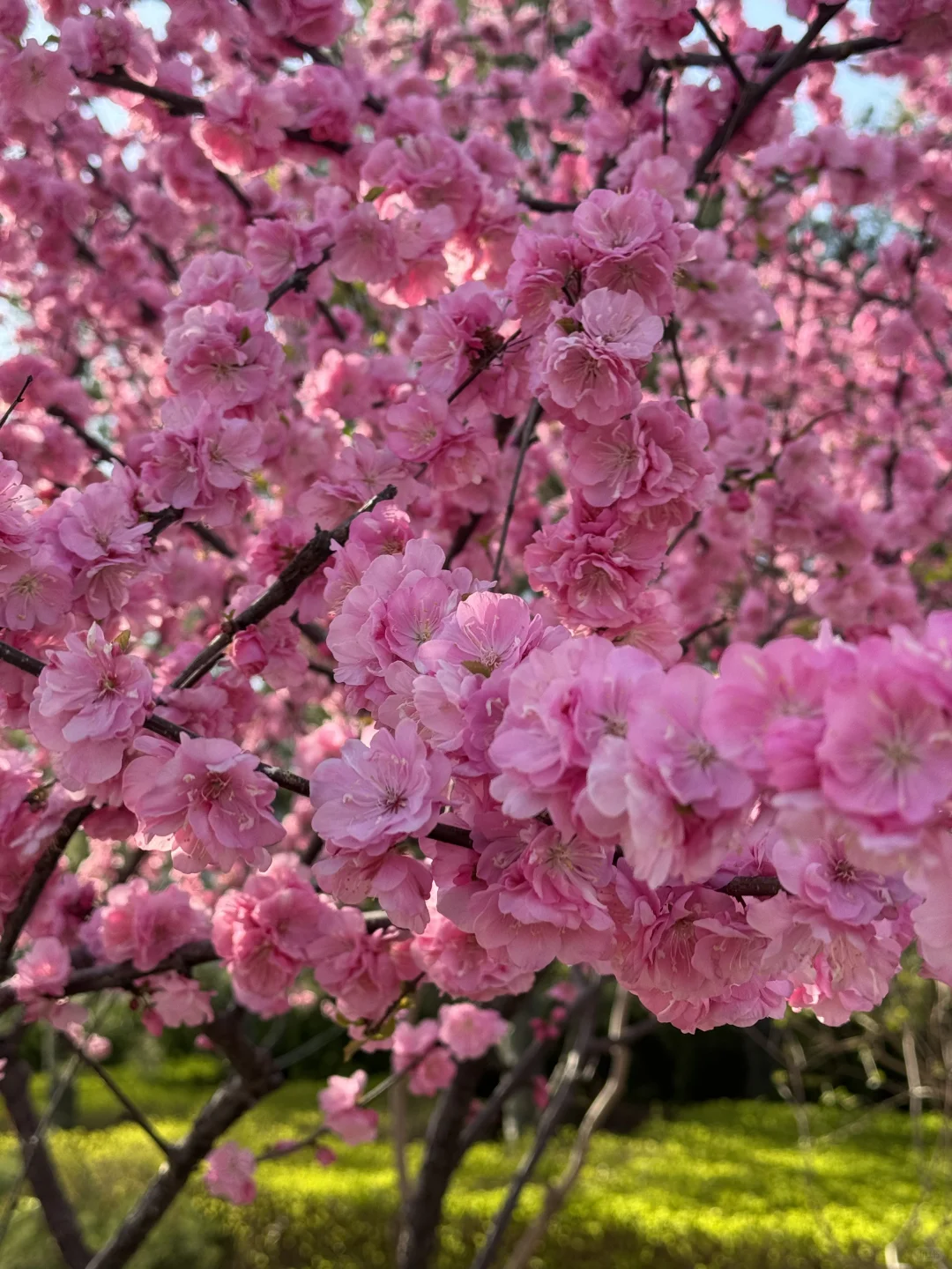 廊坊-会展中心 谁能舍得错过这样的春天啊‼️