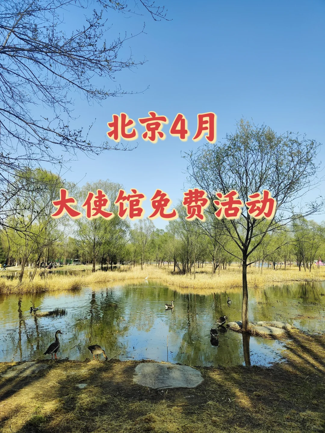 ?北京4月大使馆免费活动???