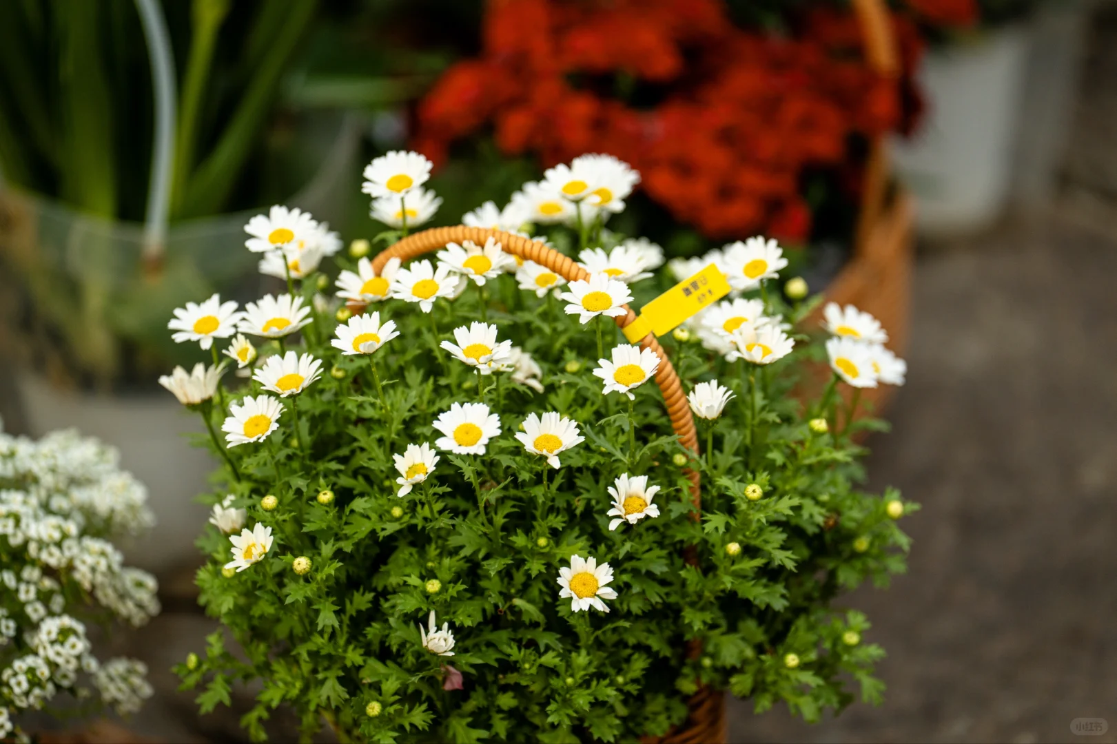 【周末日记】会展中心之旅，惊喜满满！?