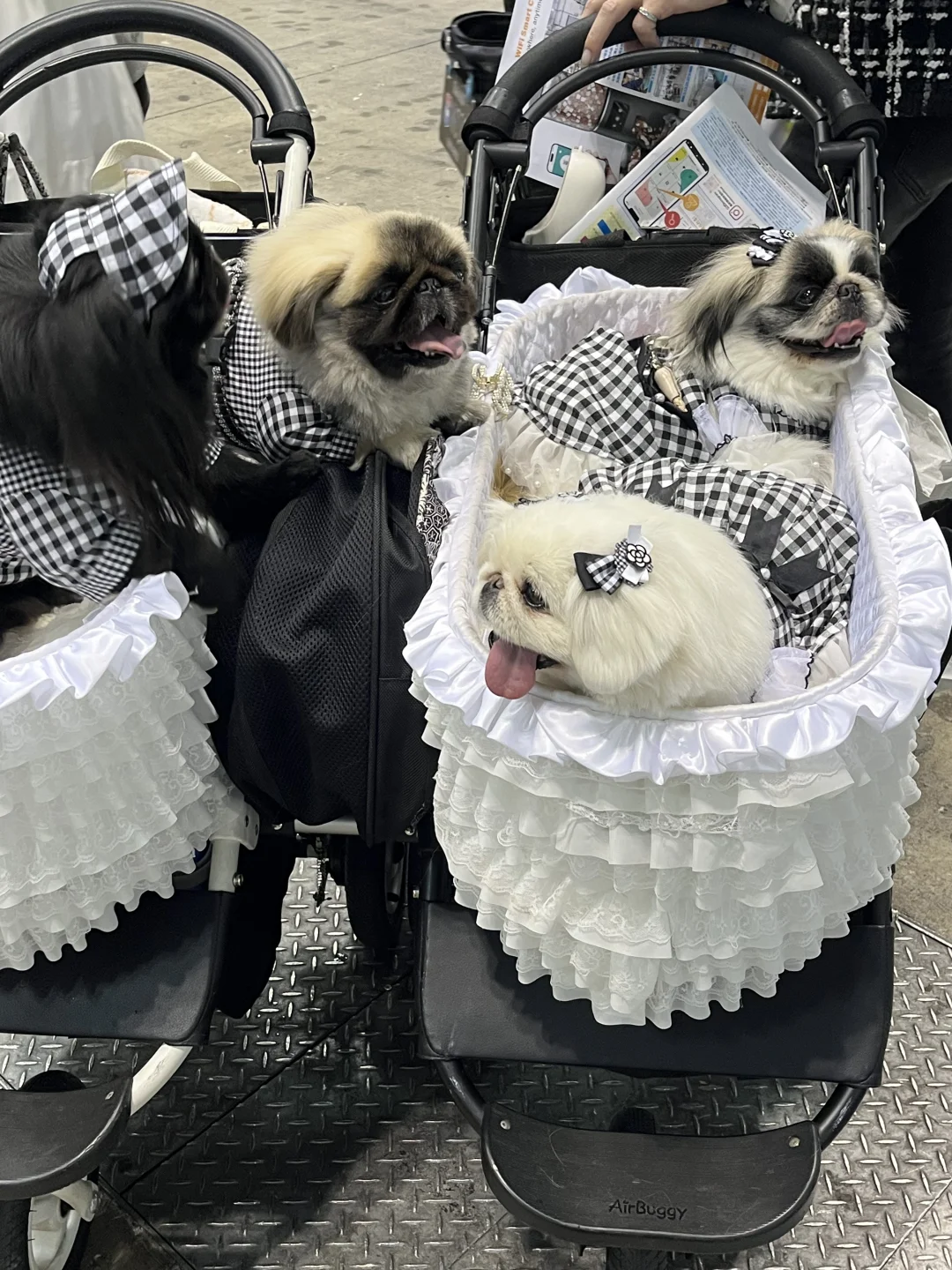 ??宠物展day4 展会翻译?