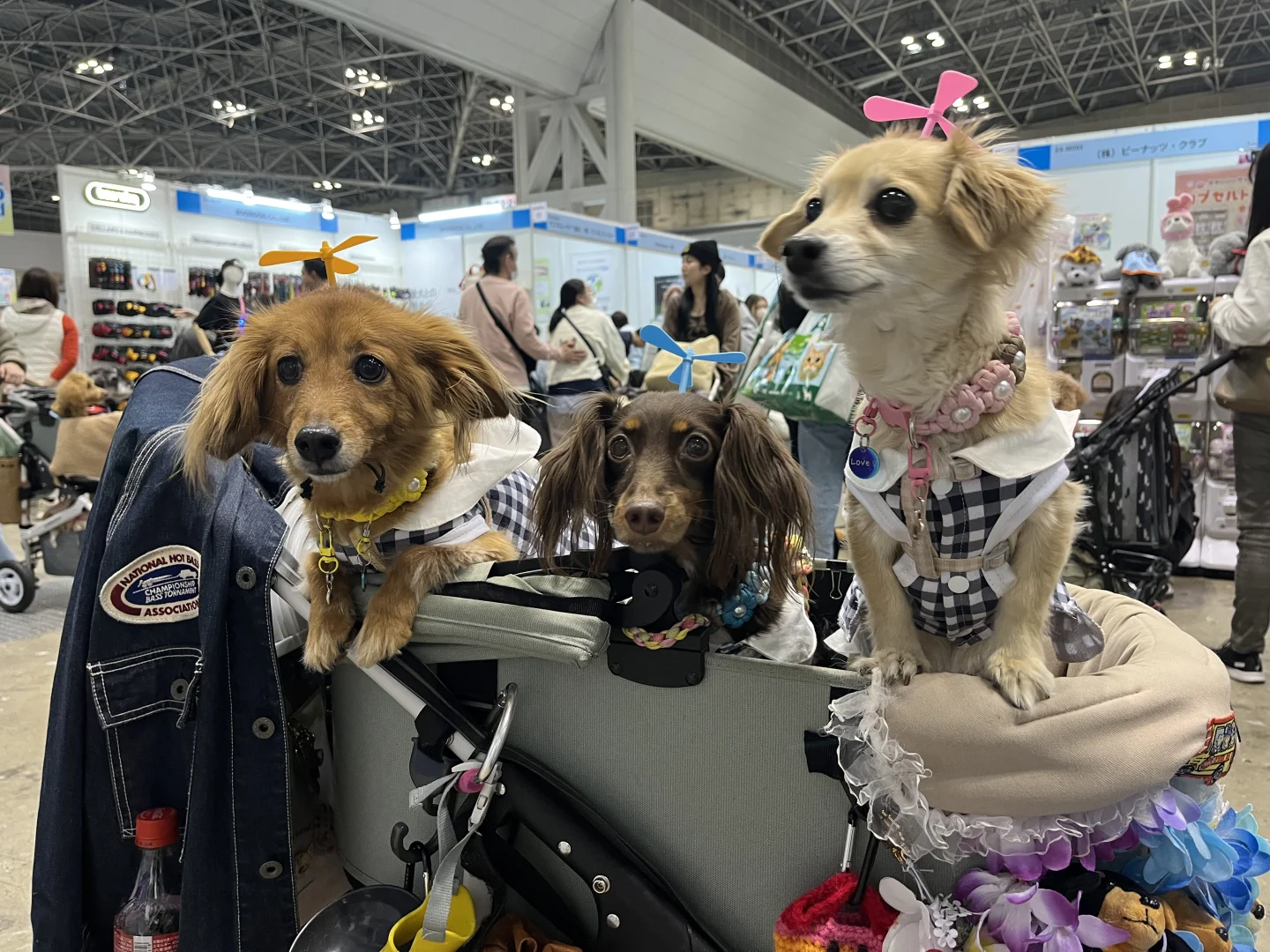 ??宠物展day4 展会翻译?