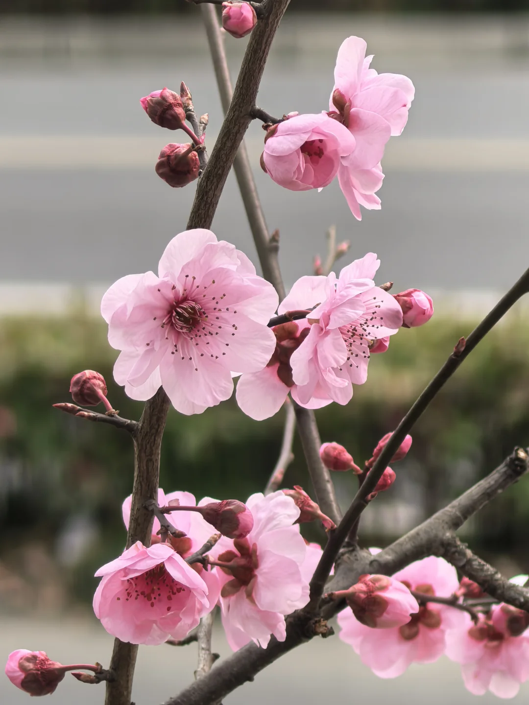 春暖花开，2025WRC 世界机器人博览会等您来