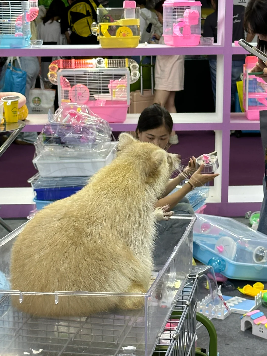 上海新国博 | 根本逛不完：亚洲宠物展览会