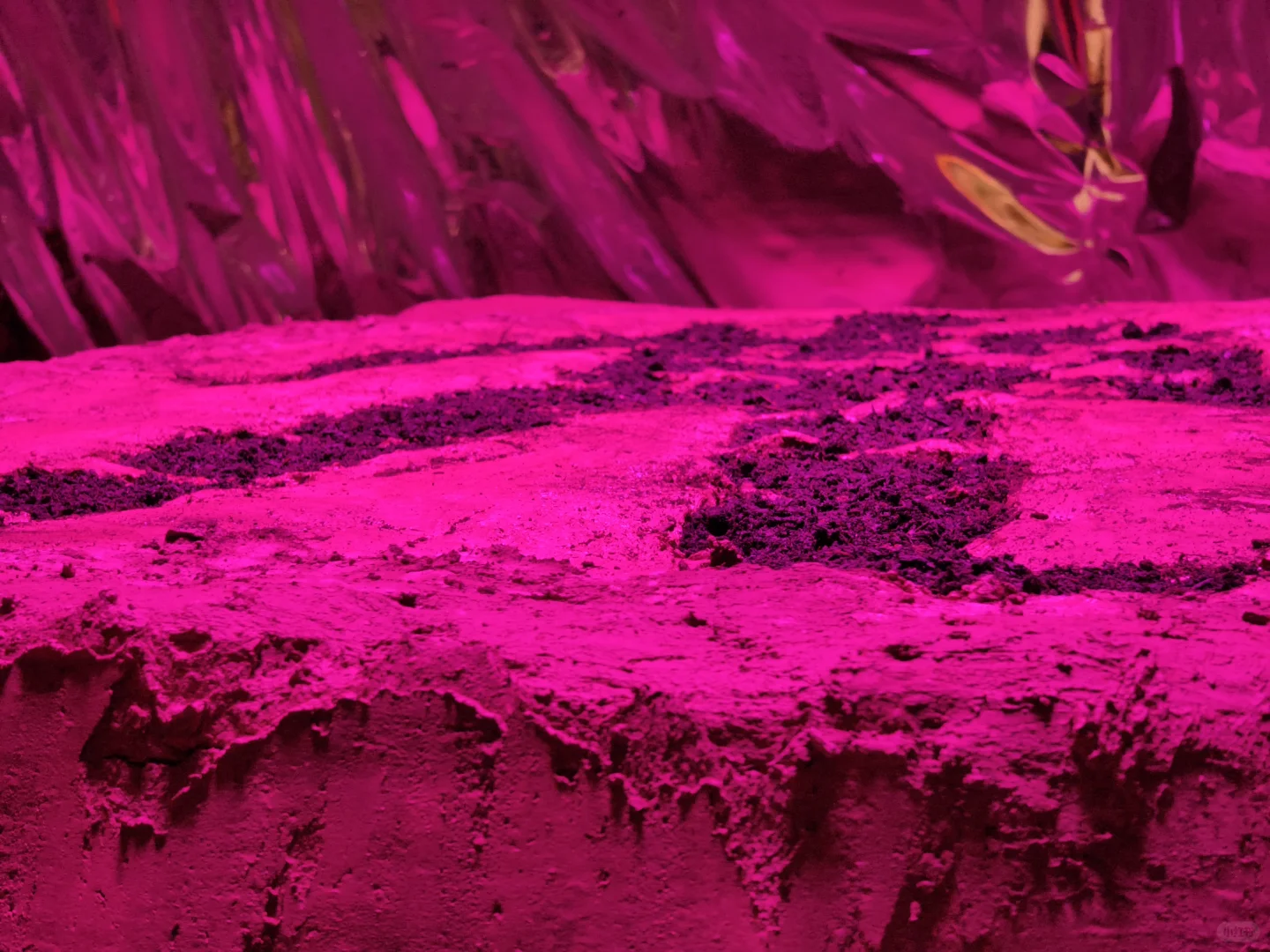 Preludia 1.2 : Candice Lin的民族志野心