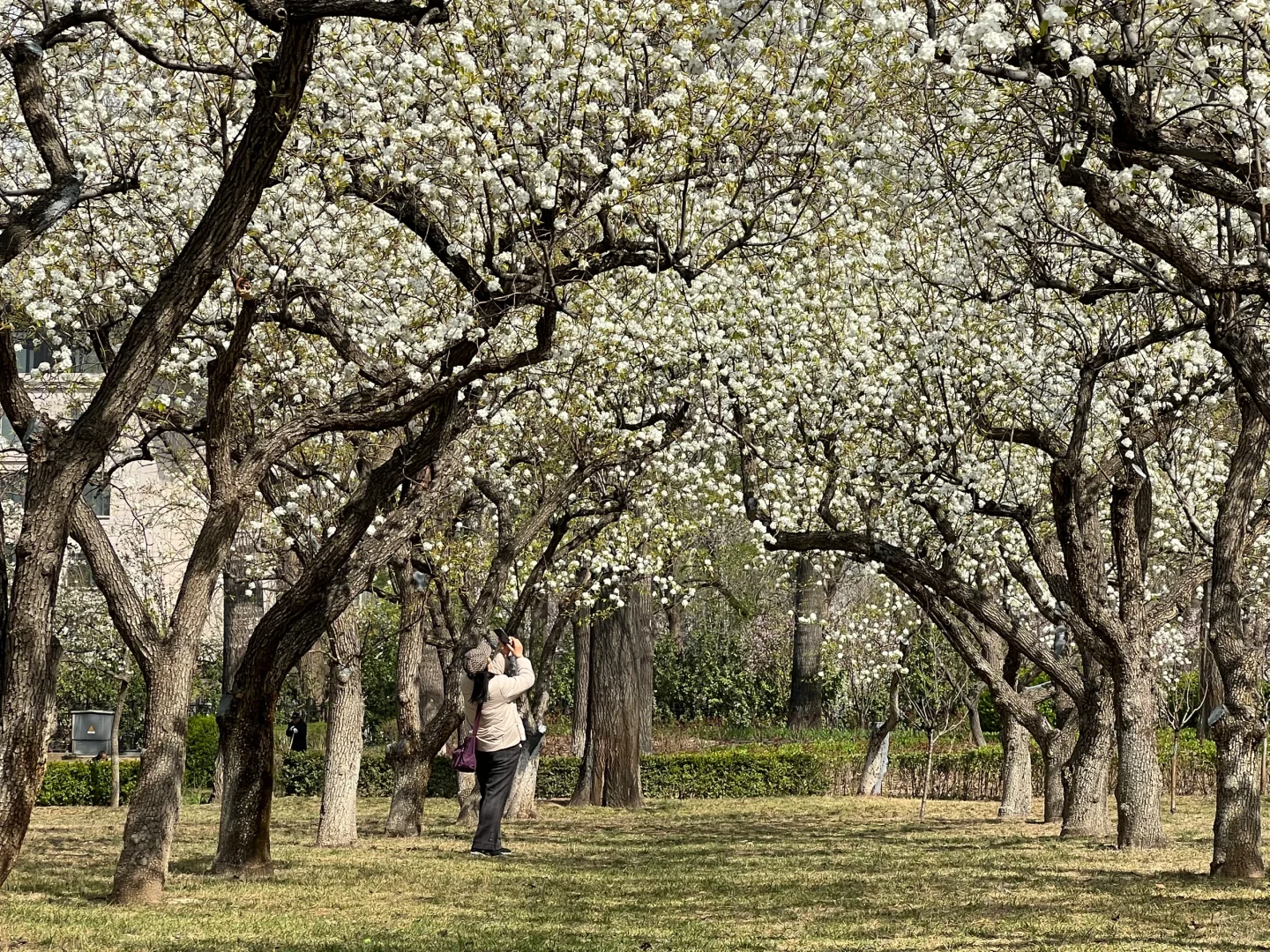 廊坊｜会展中心梨花开