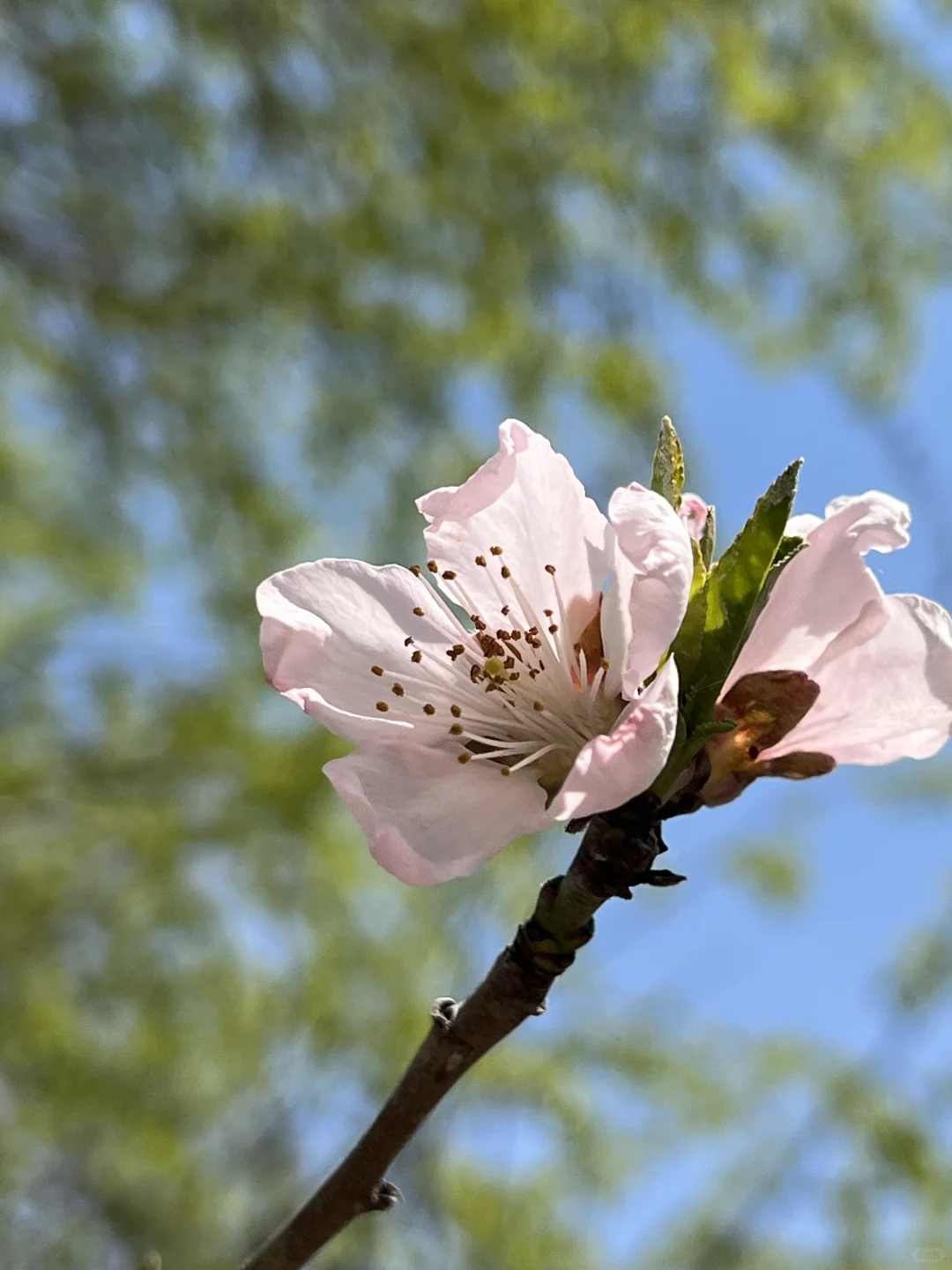 廊坊｜会展中心梨花开