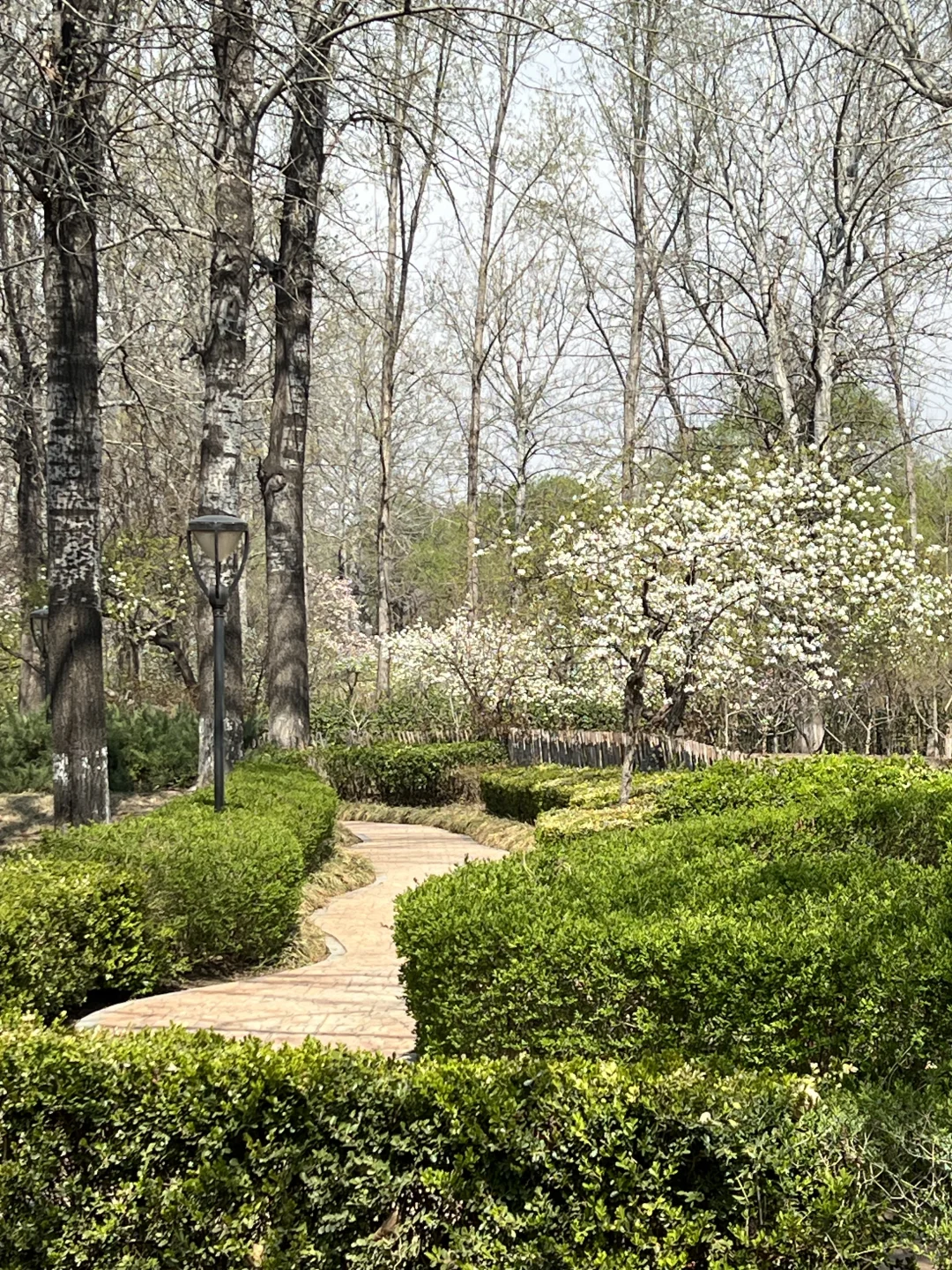 廊坊｜会展中心梨花开