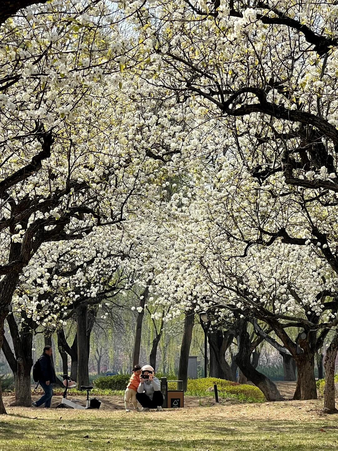 廊坊｜会展中心梨花开