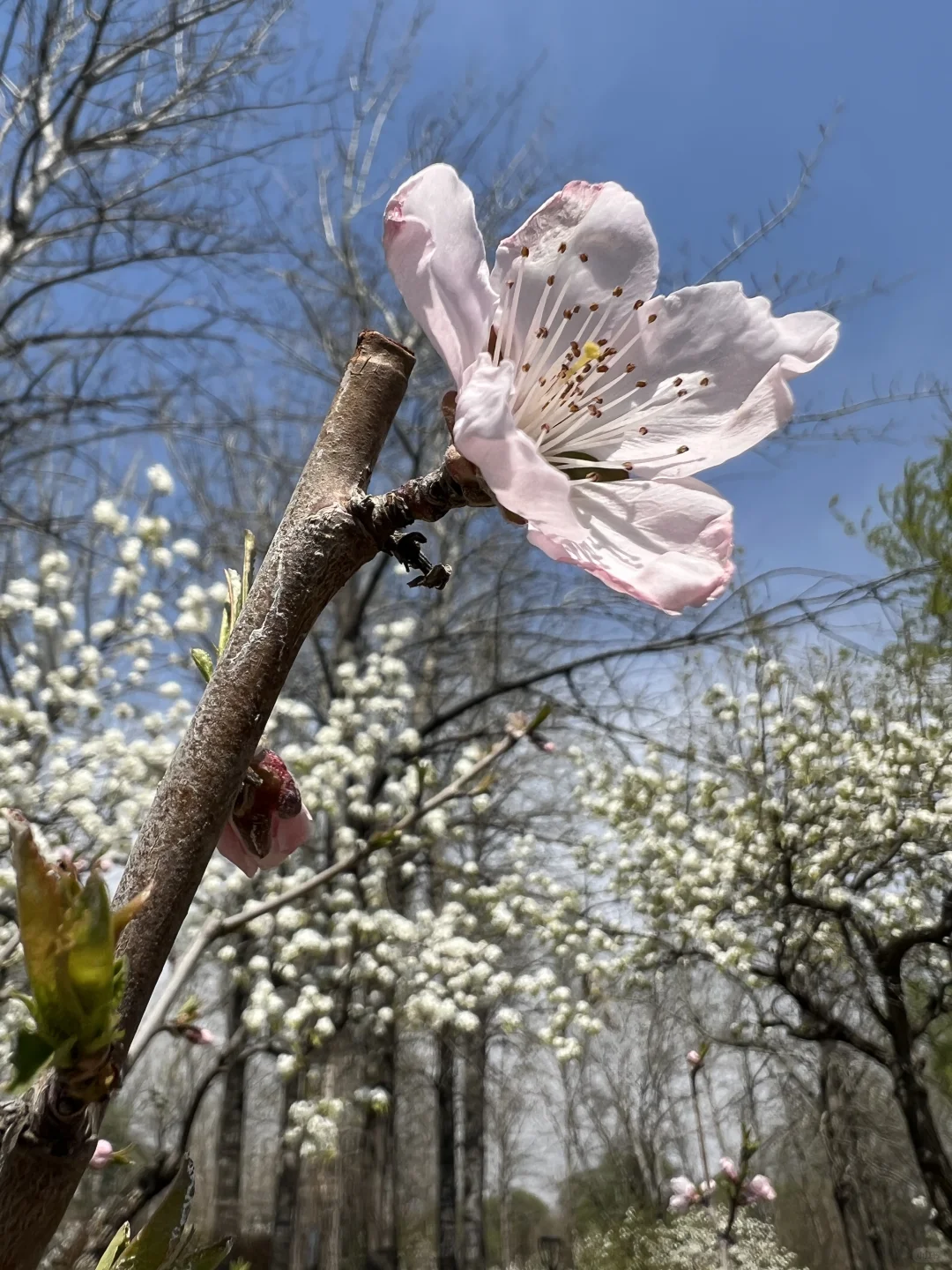 廊坊｜会展中心梨花开