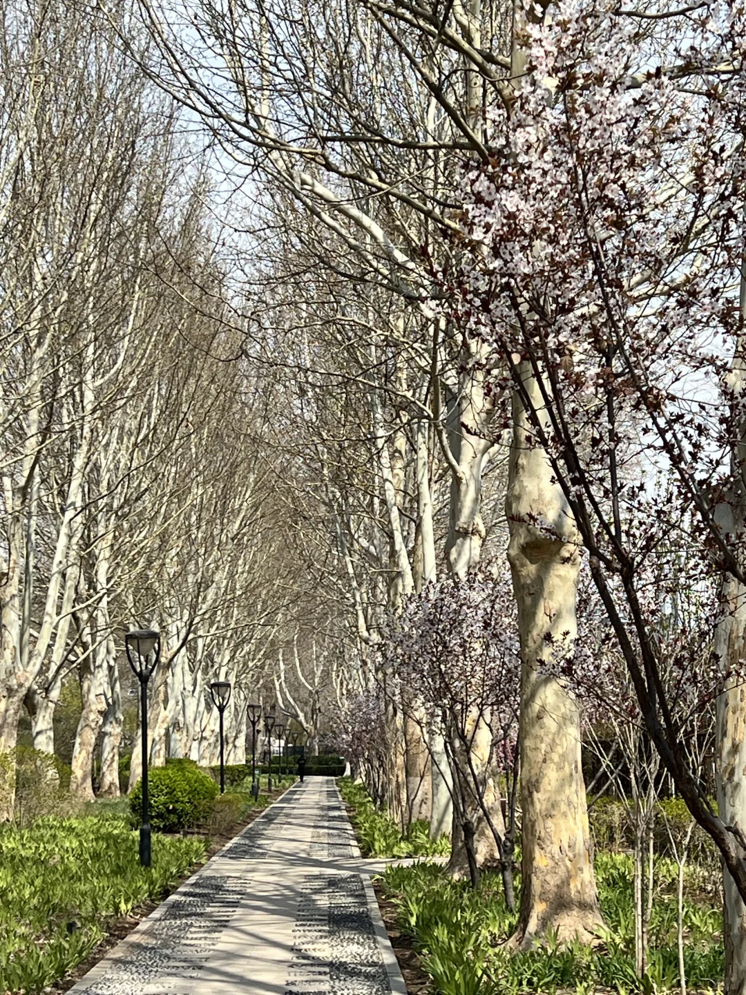 廊坊｜会展中心梨花开