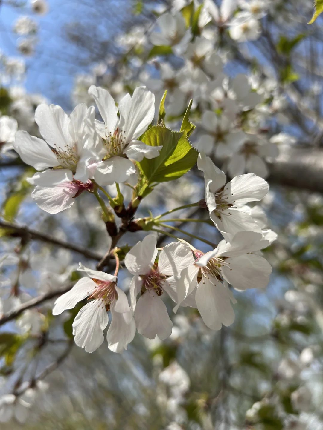 廊坊｜会展中心梨花开