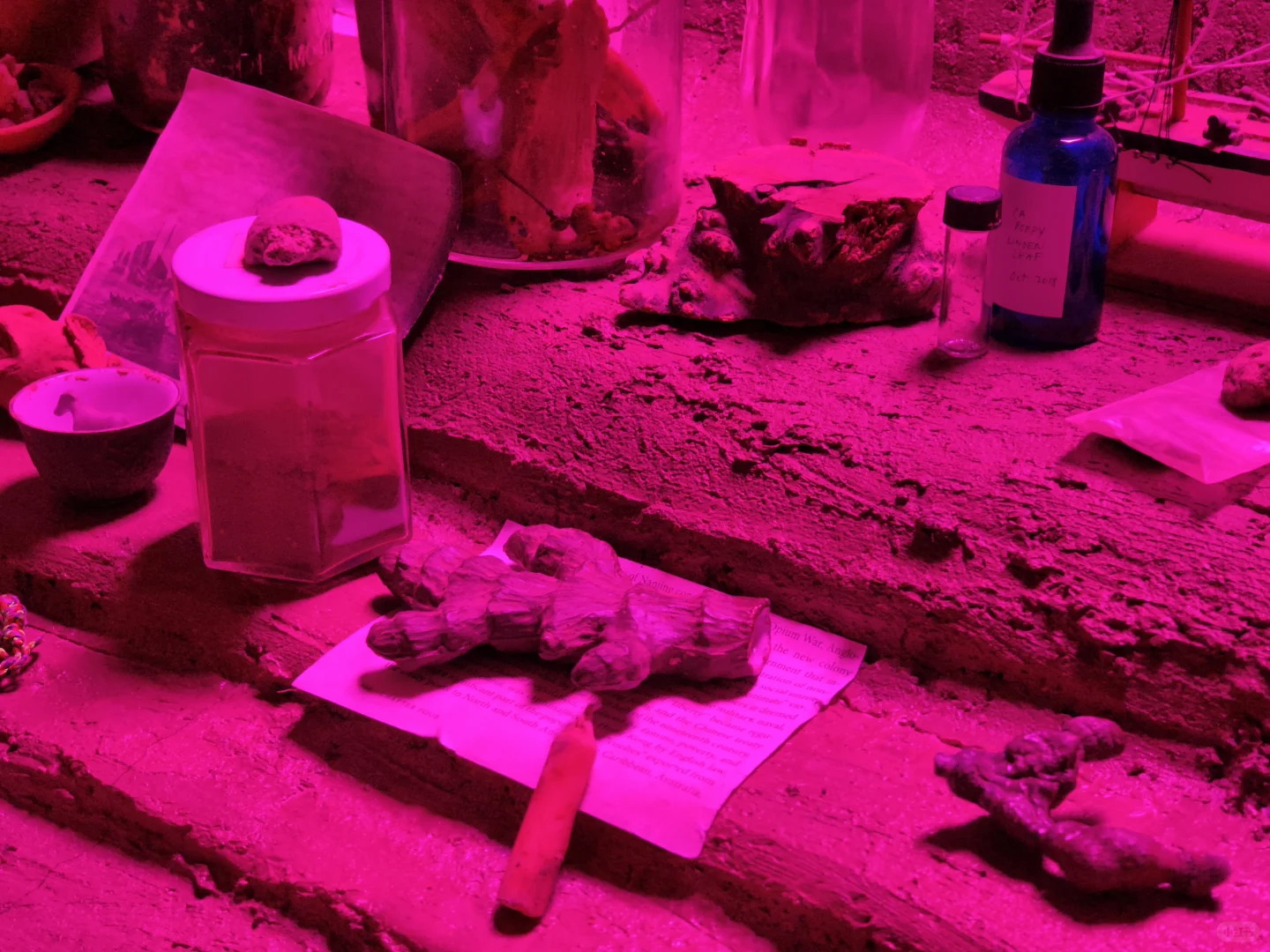 Preludia 1.2 : Candice Lin的民族志野心