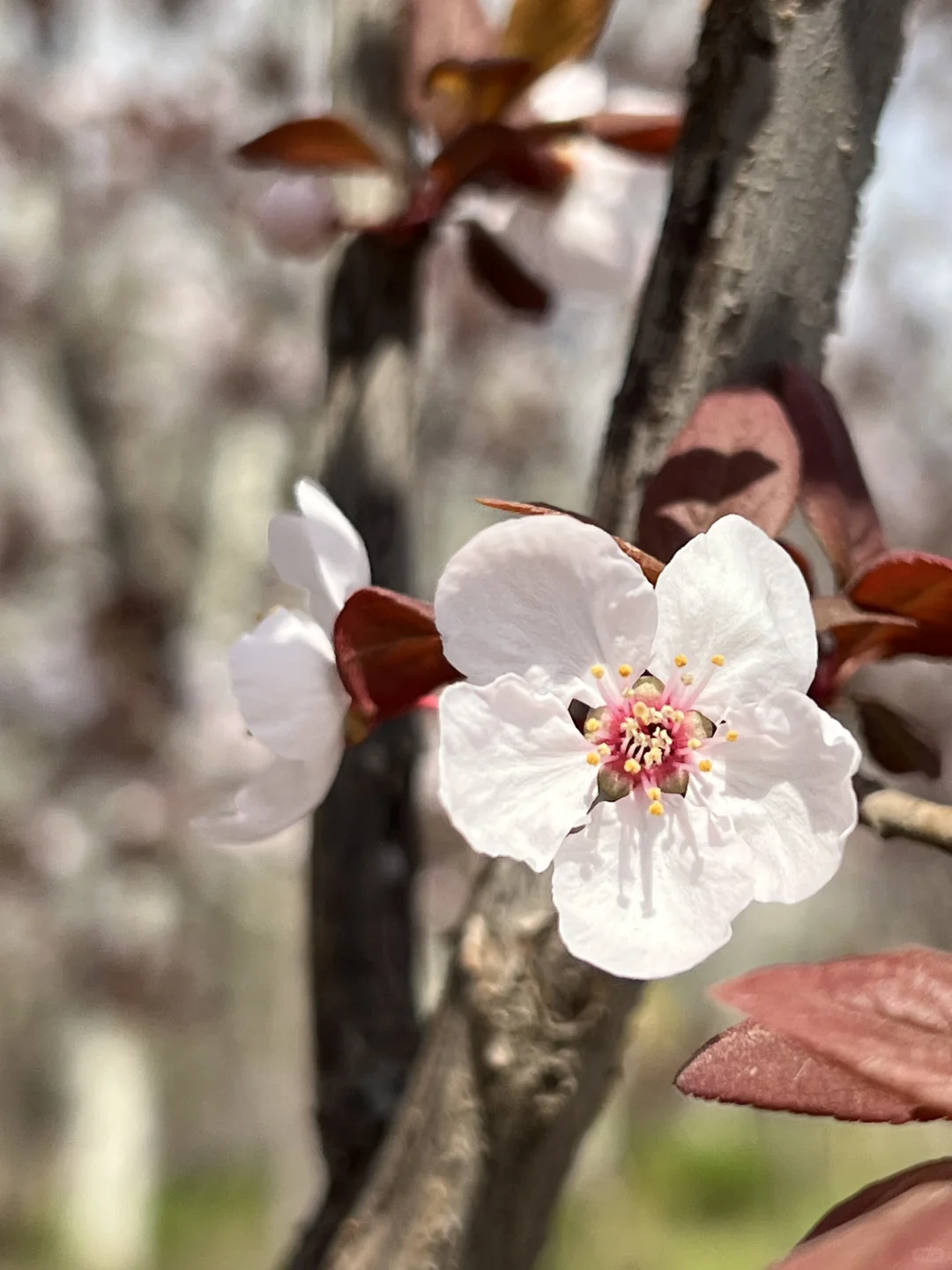 廊坊｜会展中心梨花开