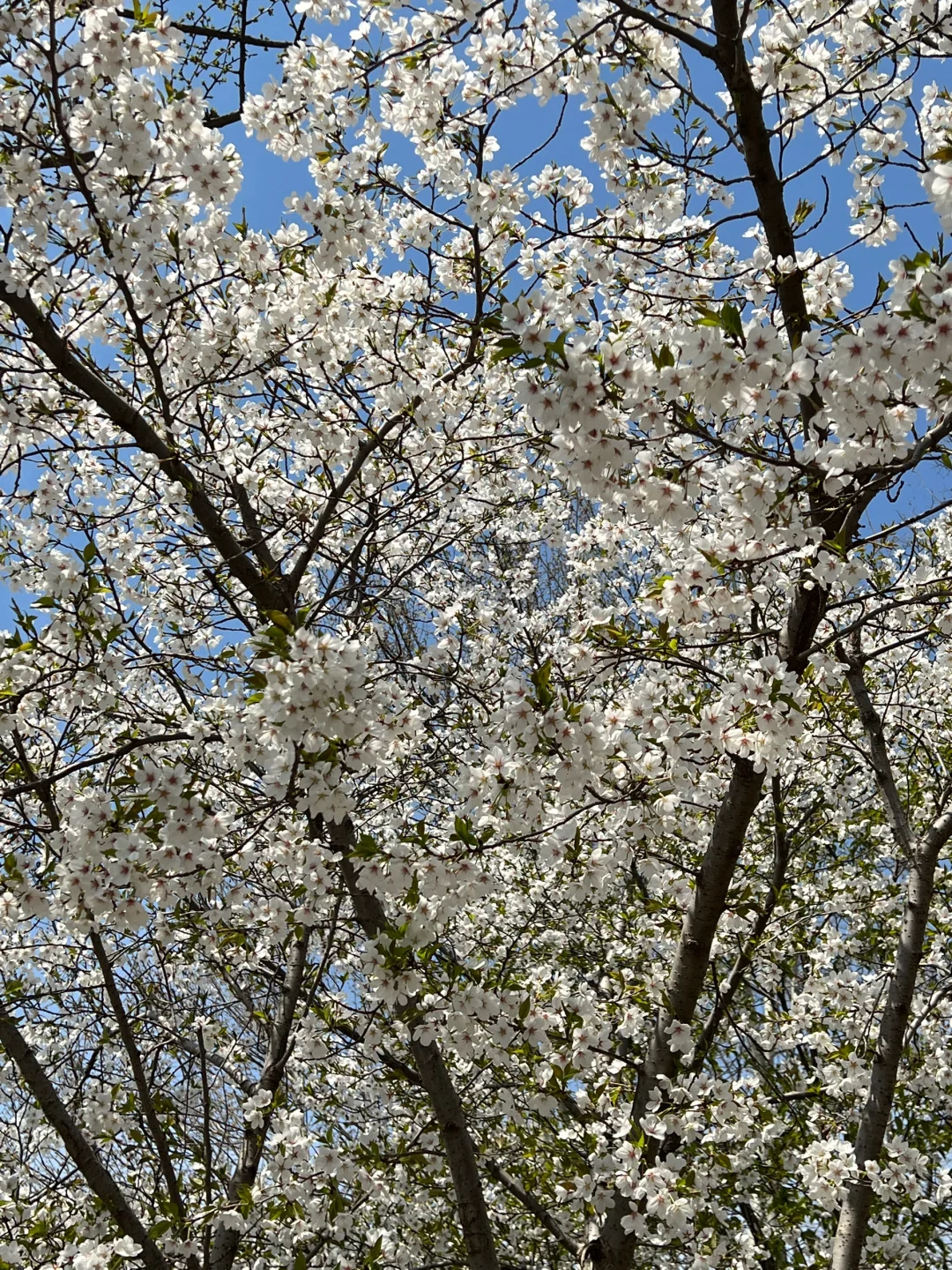廊坊｜会展中心梨花开