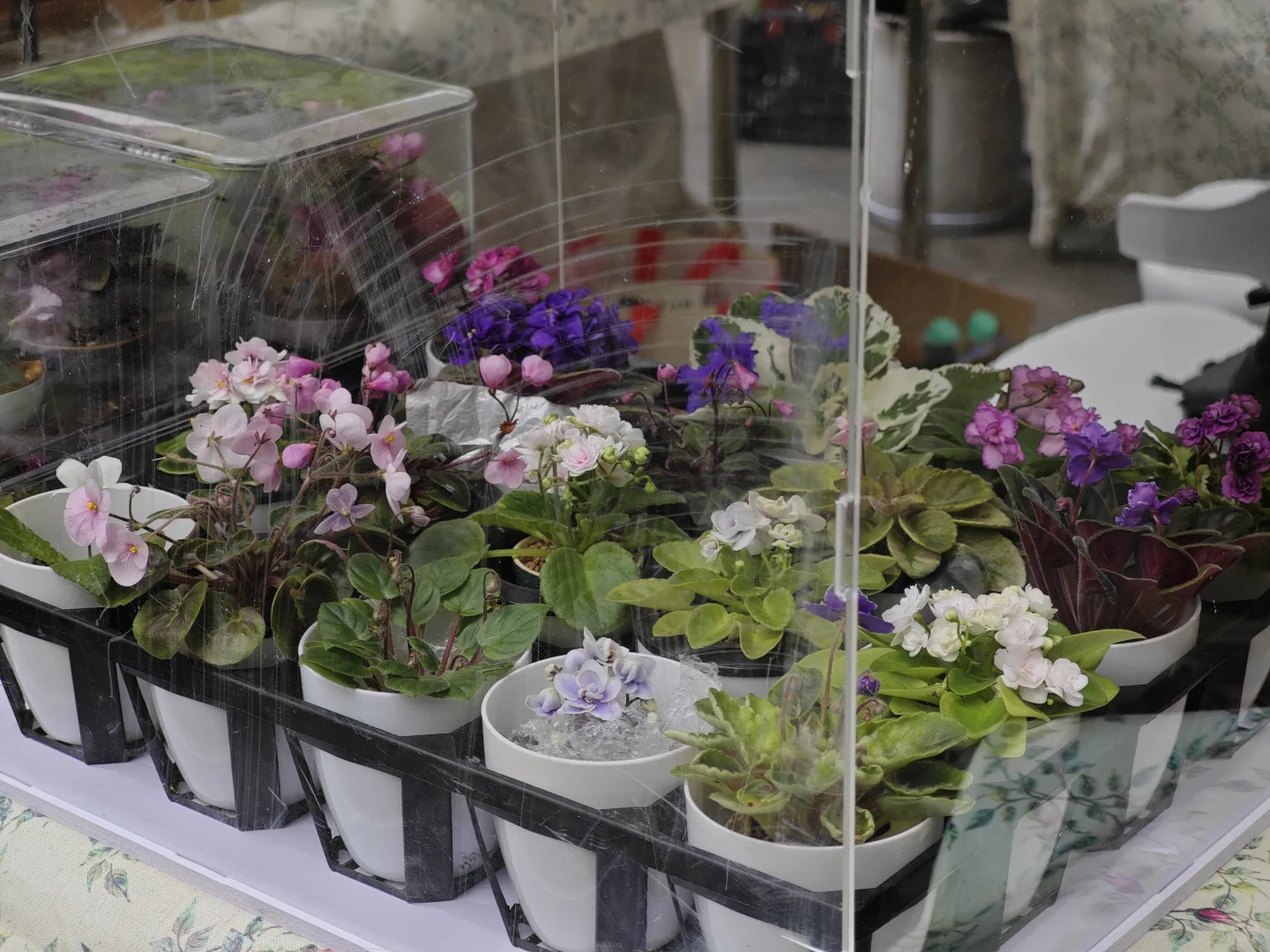 【2025春·花花市集】来咯?