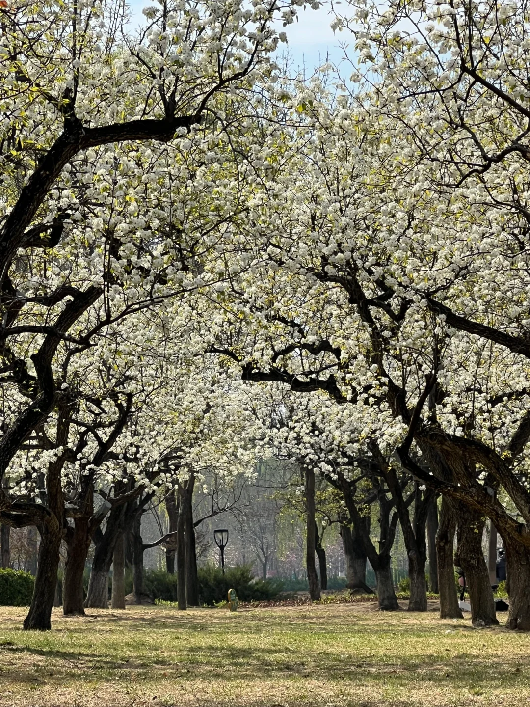 廊坊｜会展中心梨花开