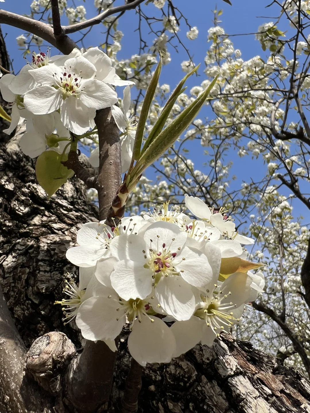 廊坊｜会展中心梨花开