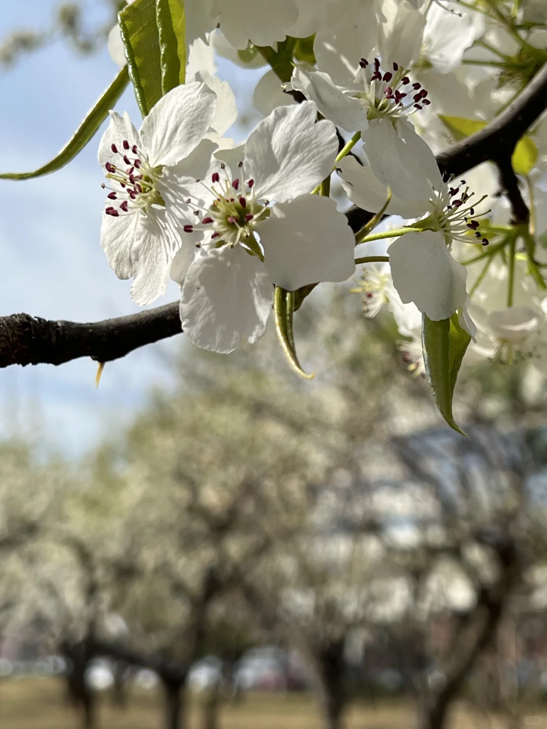 廊坊｜会展中心梨花开