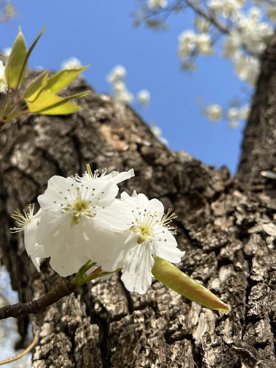 廊坊｜会展中心梨花开