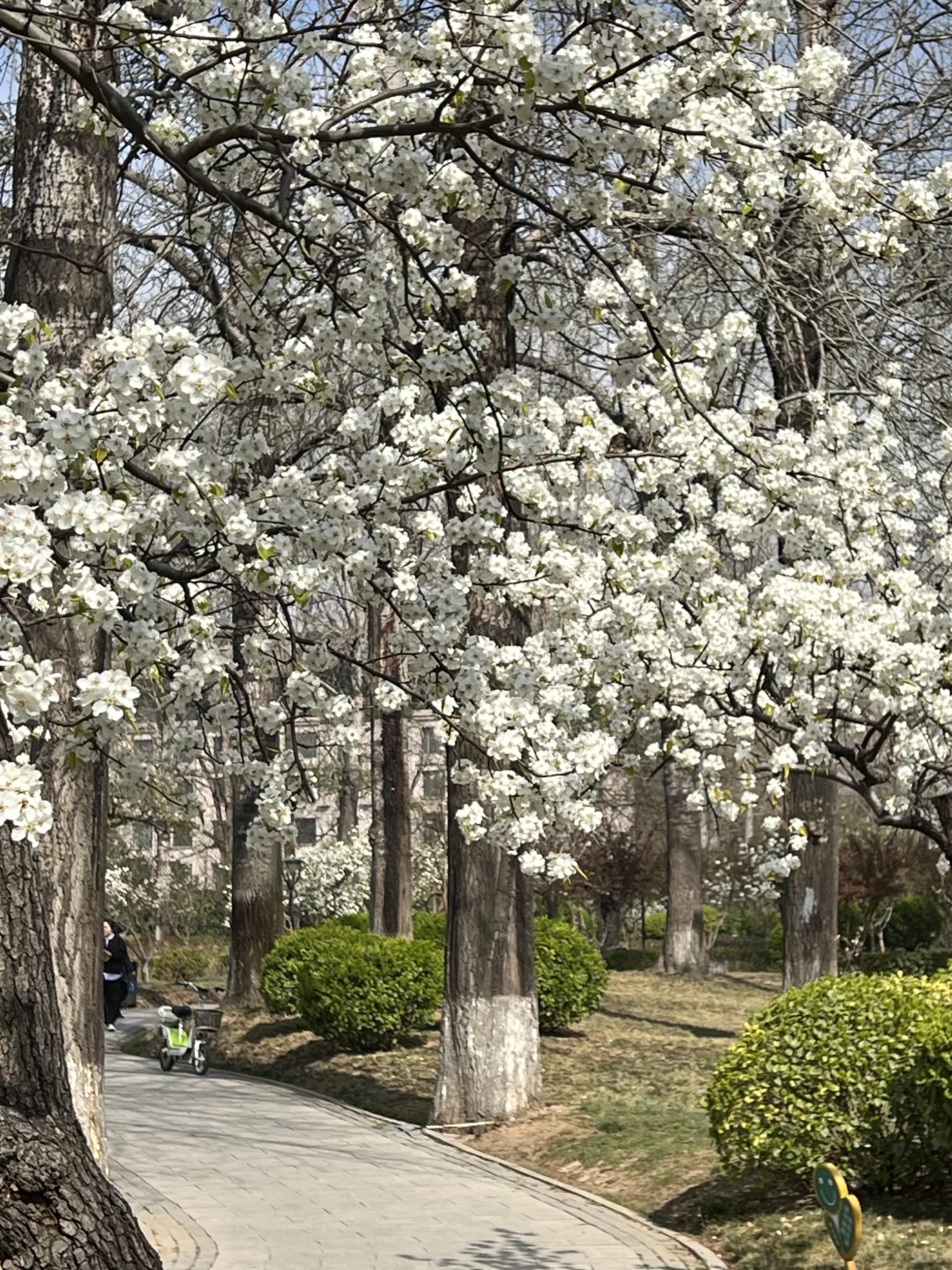 廊坊｜会展中心梨花开