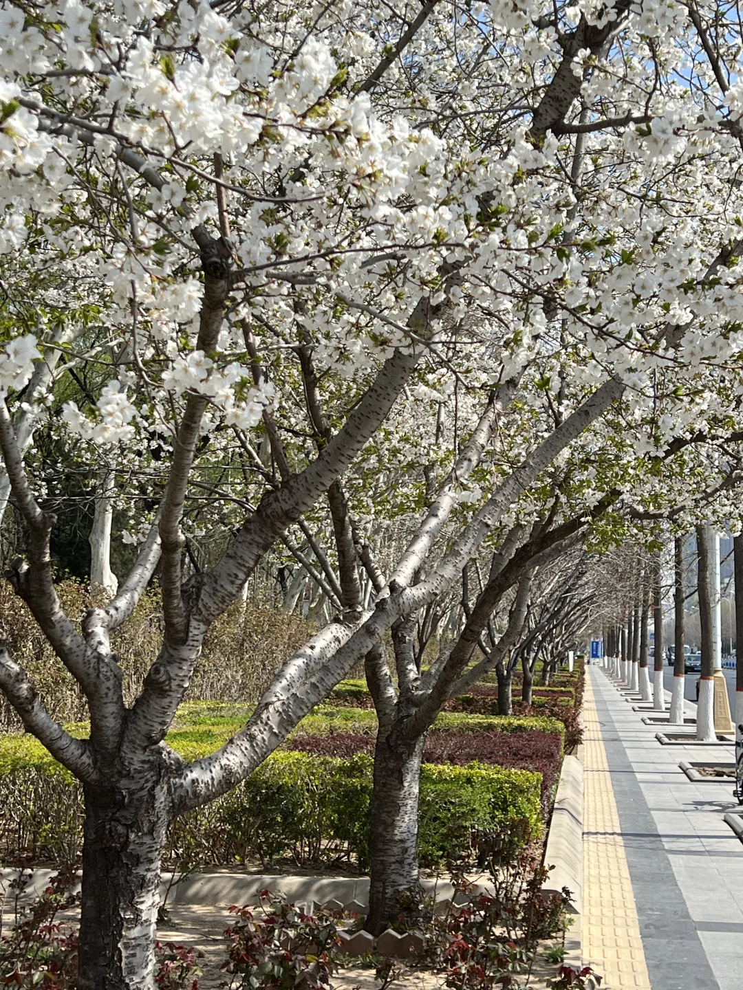 廊坊｜会展中心梨花开