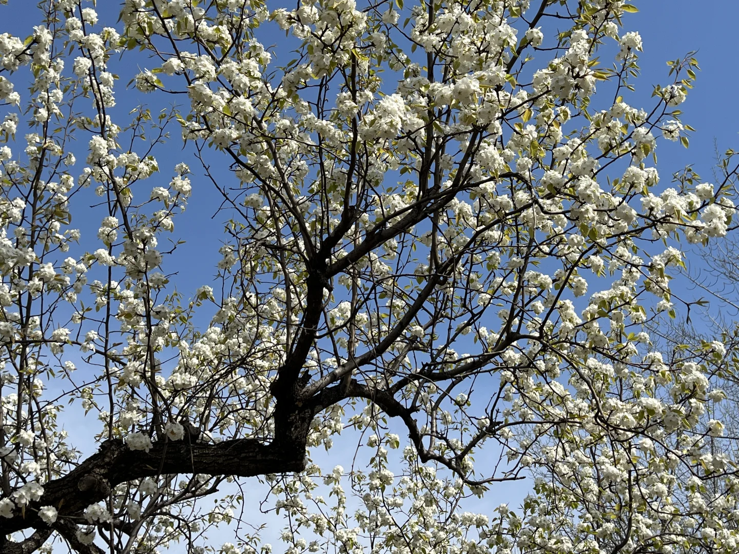 廊坊｜会展中心梨花开