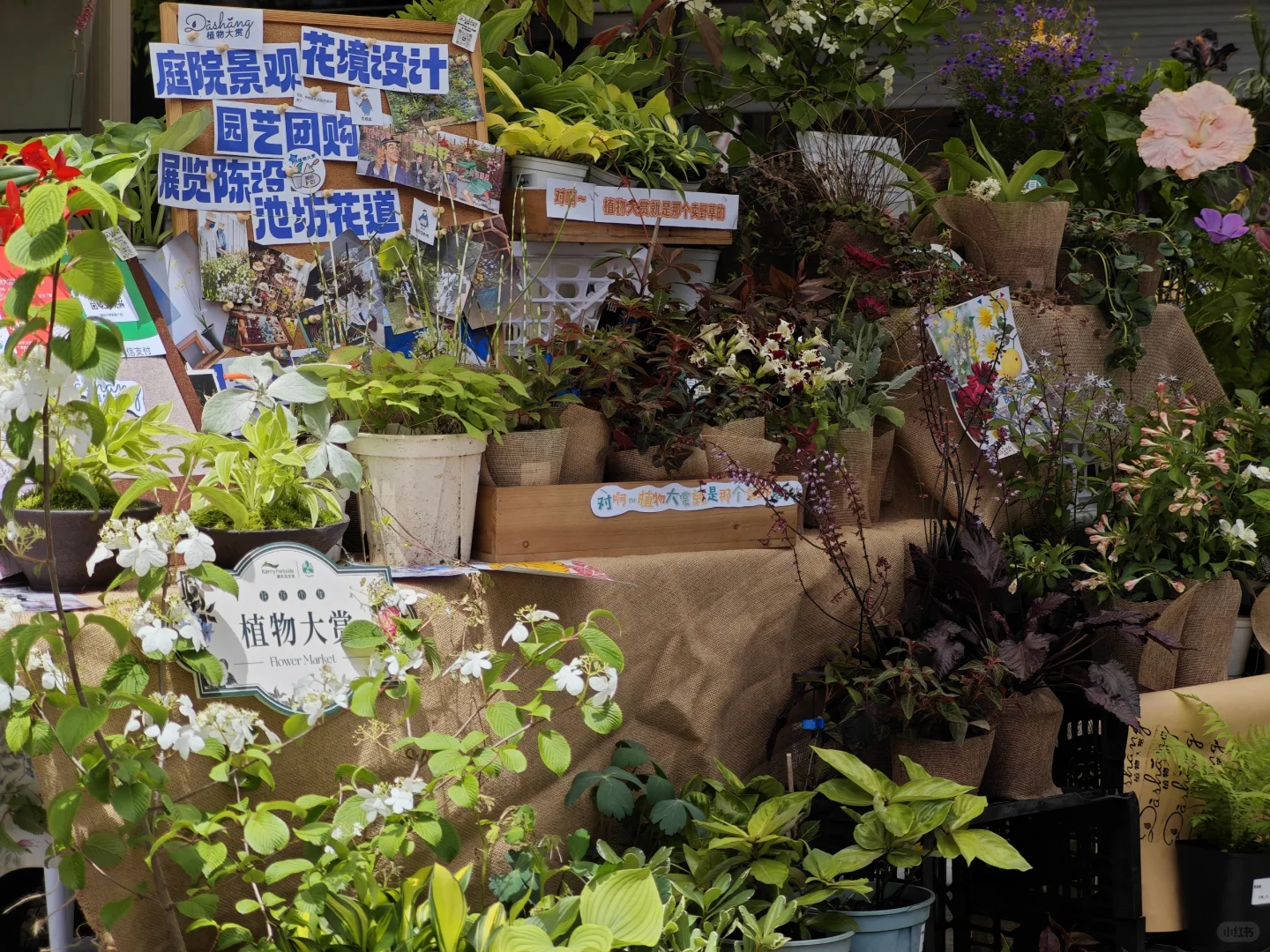 【2025春·花花市集】来咯?