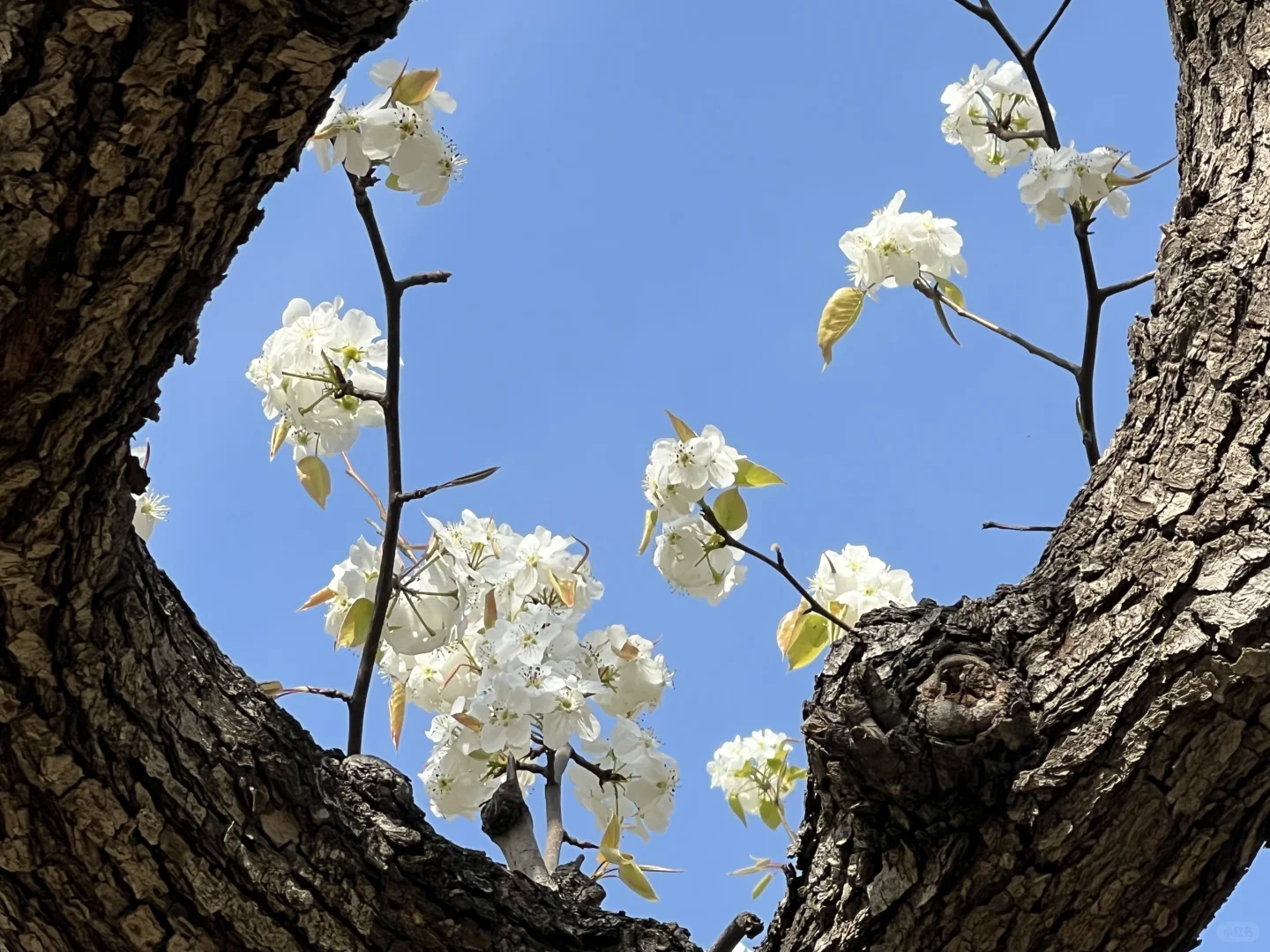 廊坊｜会展中心梨花开