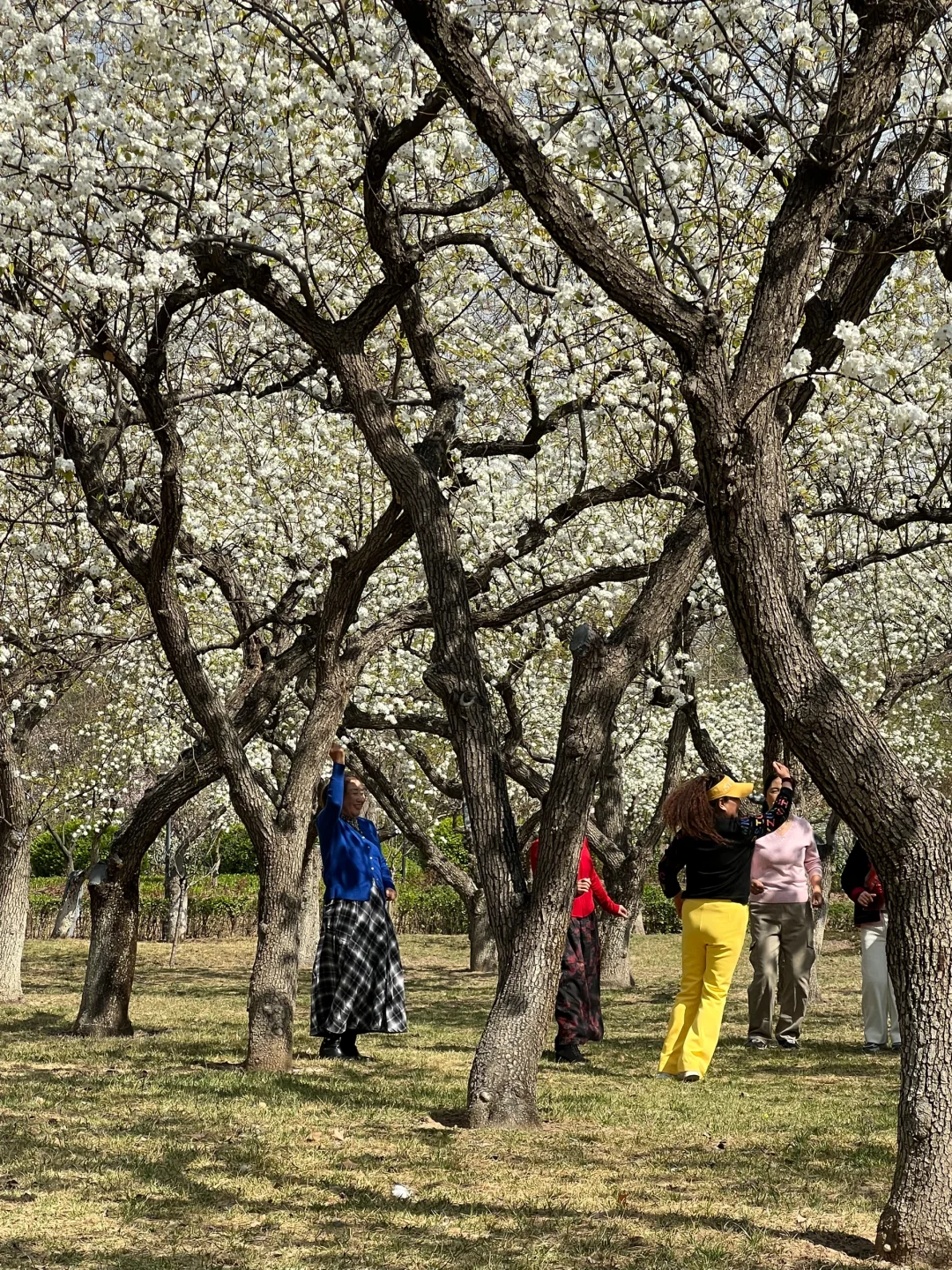 廊坊｜会展中心梨花开