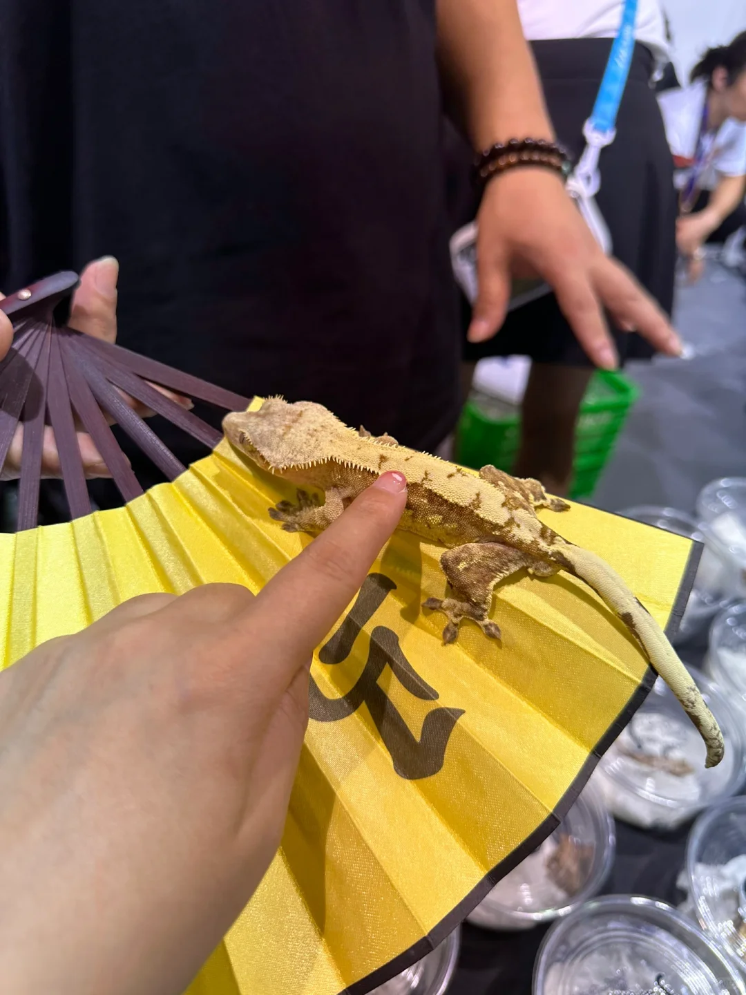 上海新国博 | 根本逛不完：亚洲宠物展览会