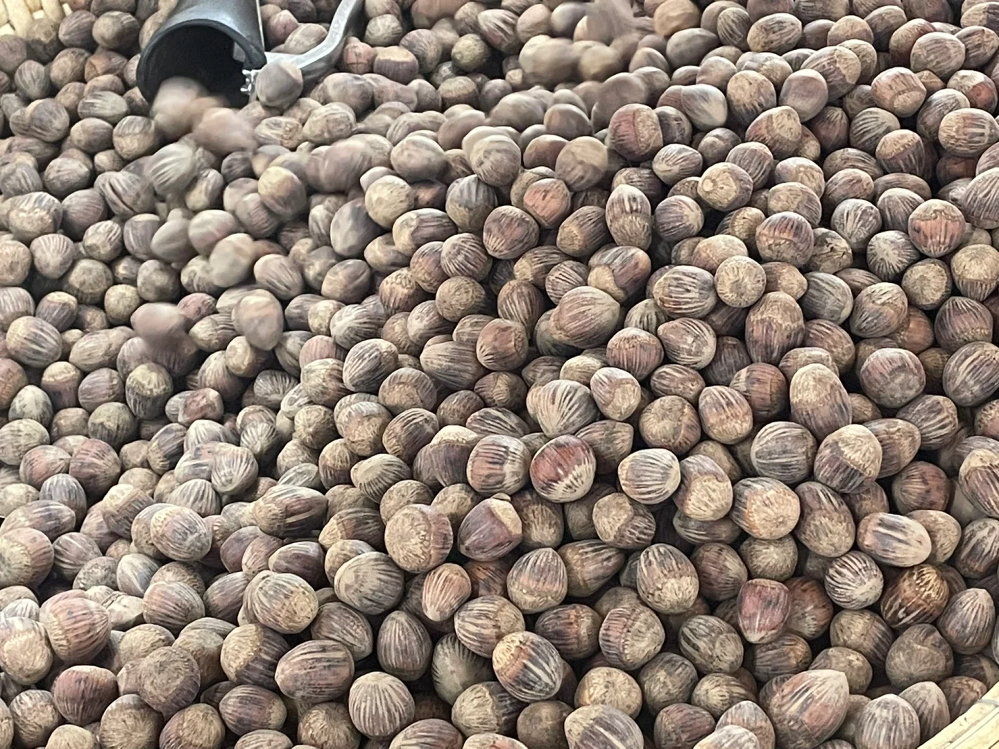 沈阳食博会薅羊毛，快去冲?