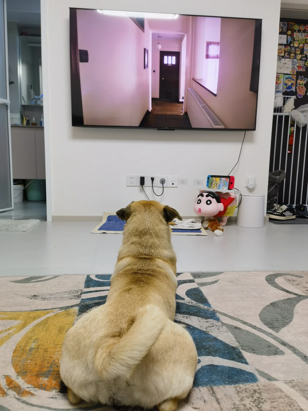 南京世宠物博览会