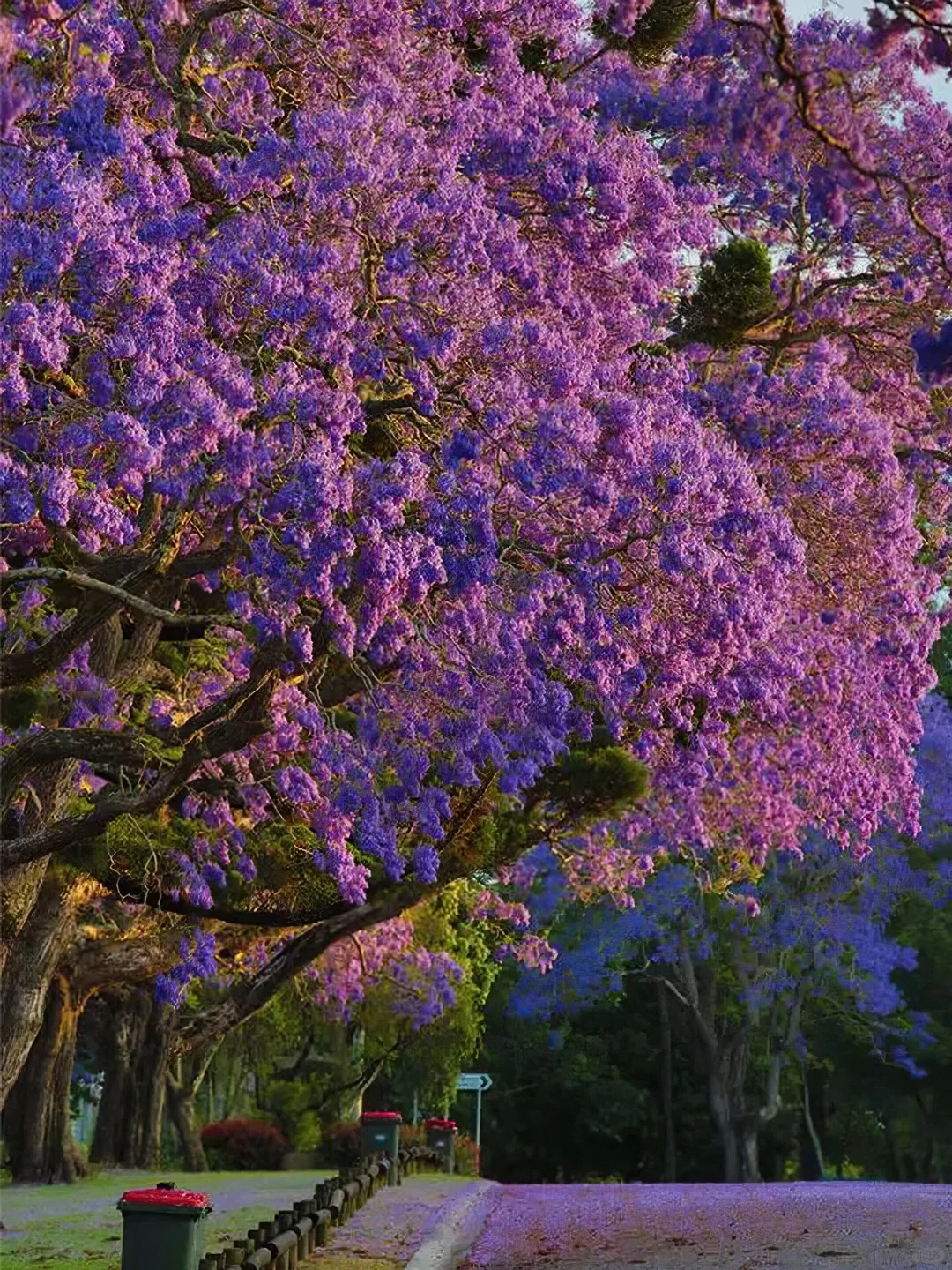 LA蓝花楹季?分享几个超出片的赏花点?