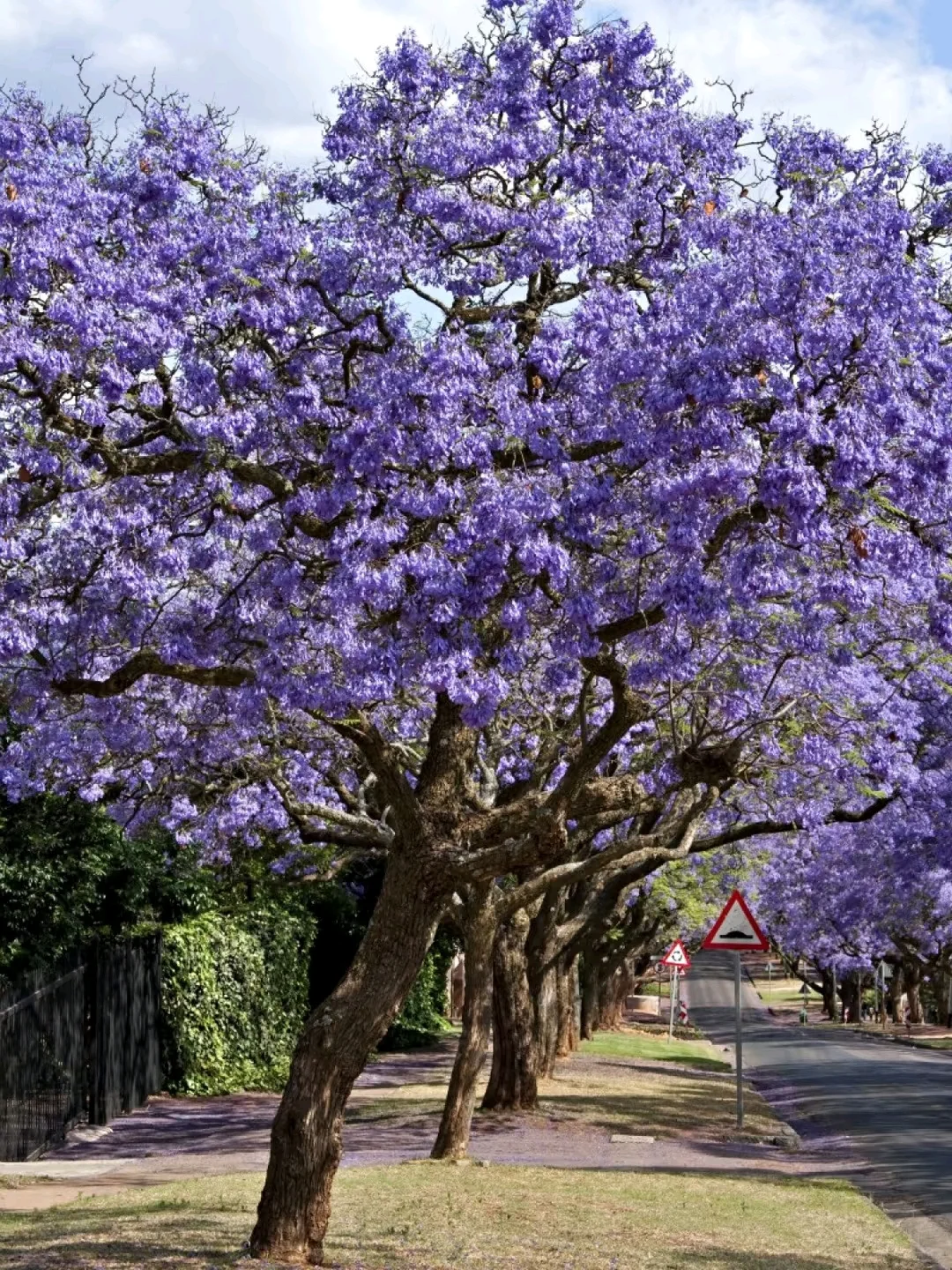 LA蓝花楹季?分享几个超出片的赏花点?