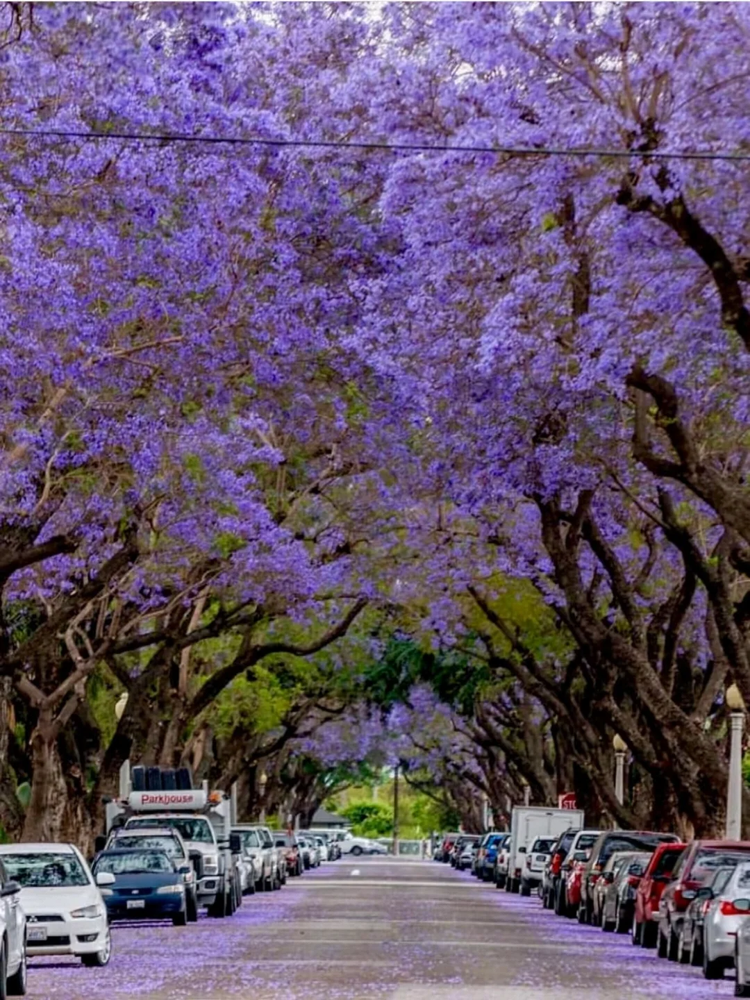 LA蓝花楹季?分享几个超出片的赏花点?