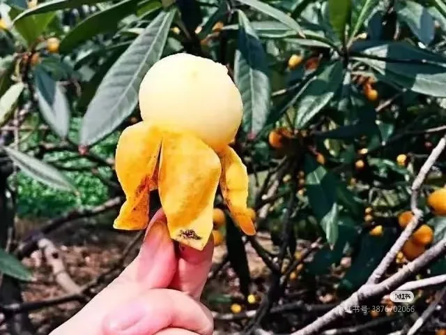 来塘栖古镇吃枇杷?