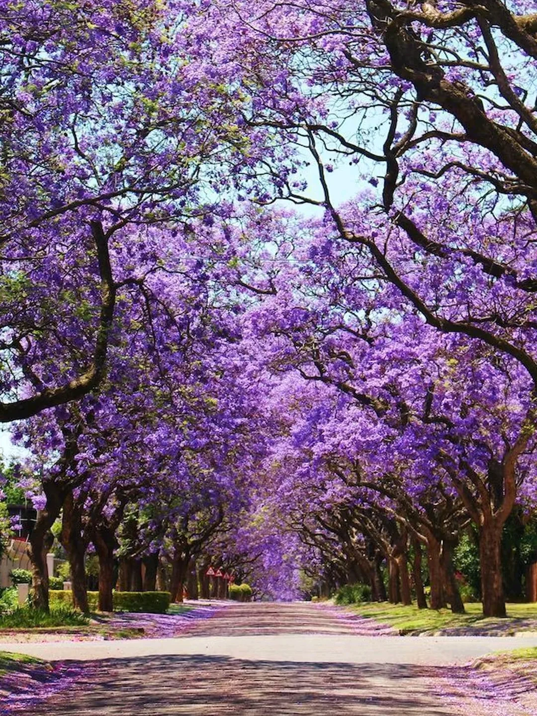 LA蓝花楹季?分享几个超出片的赏花点?
