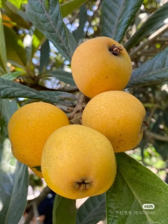 来塘栖古镇吃枇杷?