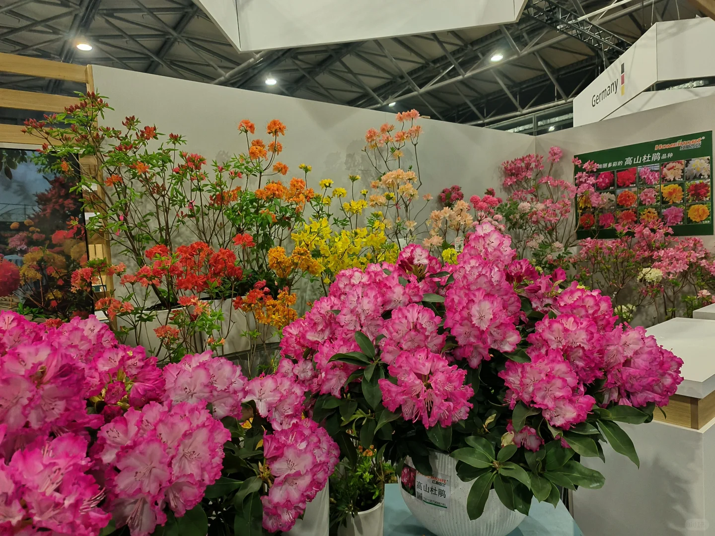 中国国际花卉园艺展览会落叶杜鹃来报到