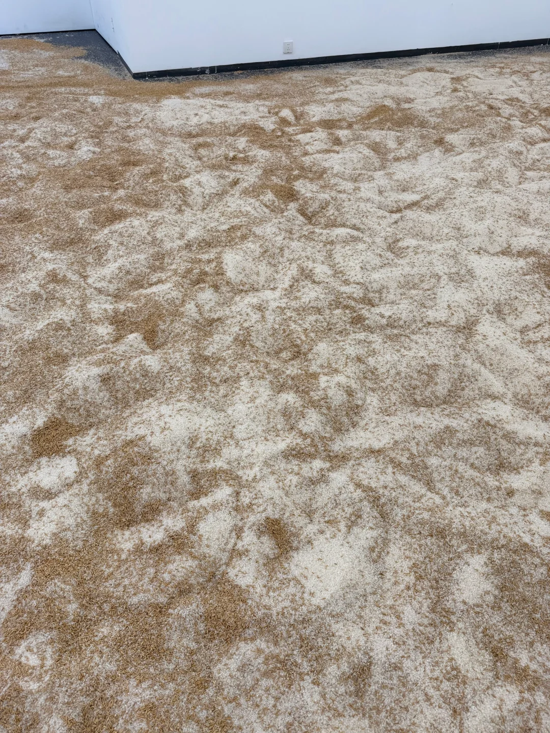 《淘金米》艺术展今天开幕，欢迎来玩！