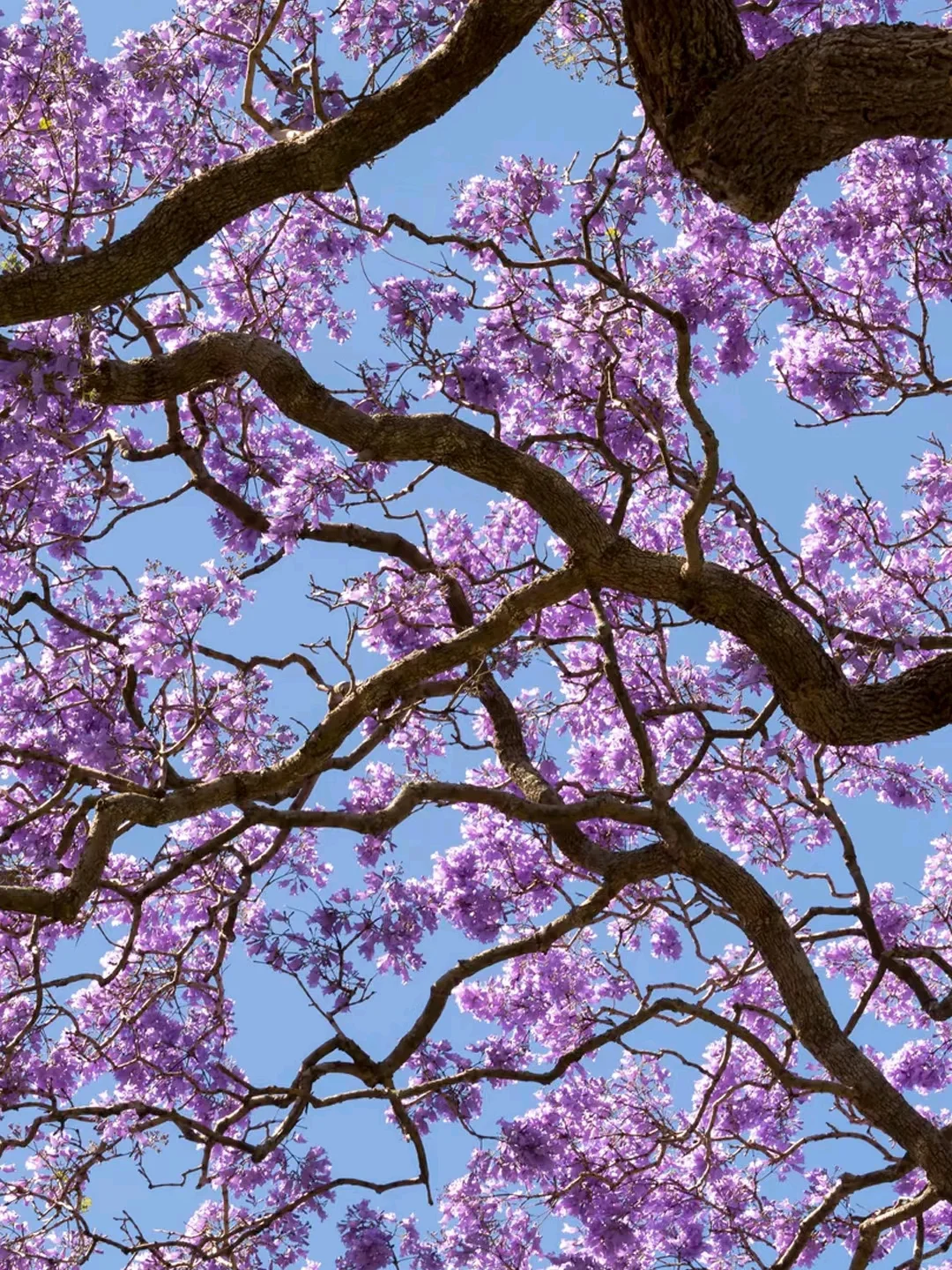 LA蓝花楹季?分享几个超出片的赏花点?