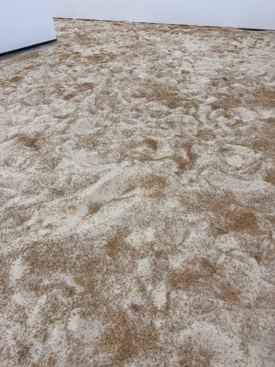 《淘金米》艺术展今天开幕，欢迎来玩！