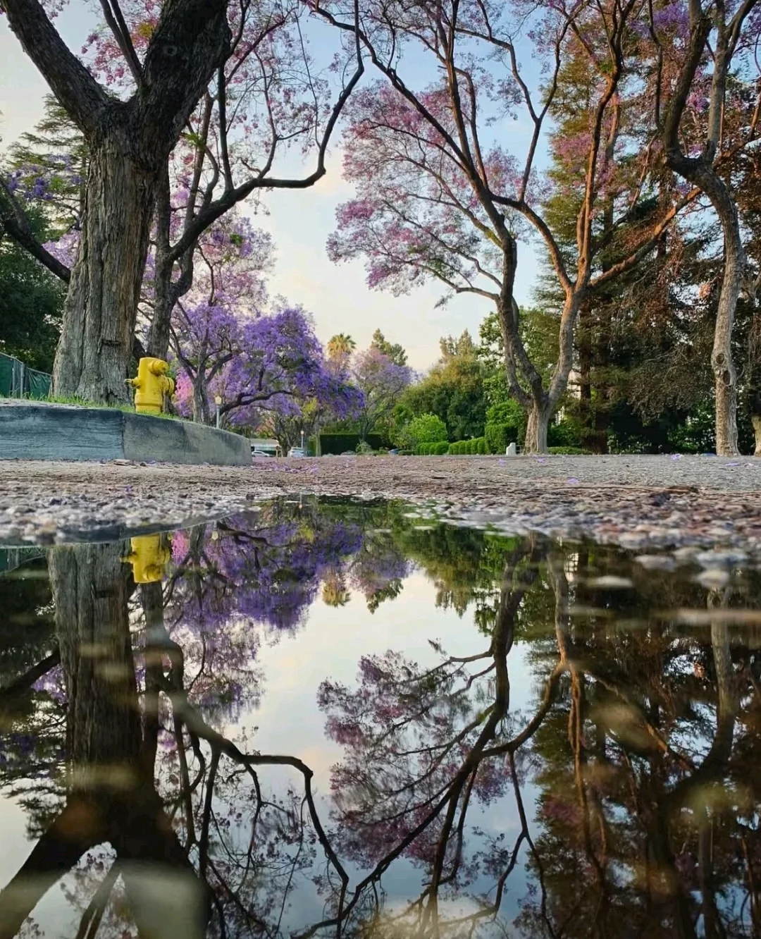 LA蓝花楹季?分享几个超出片的赏花点?