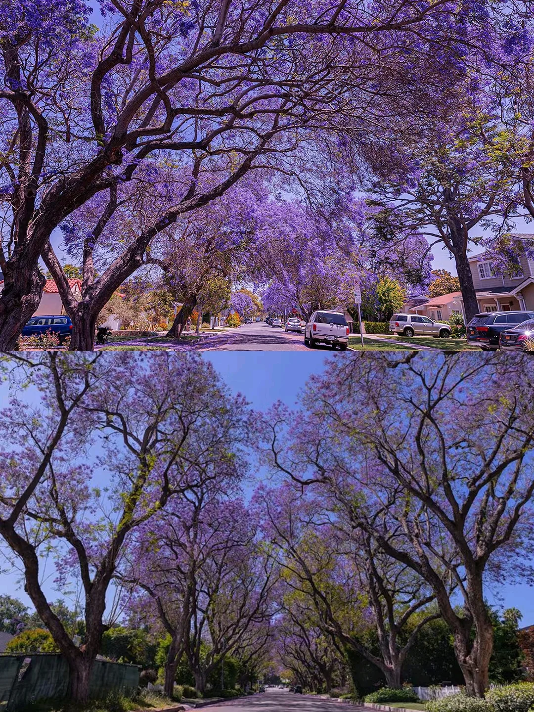 LA蓝花楹季?分享几个超出片的赏花点?